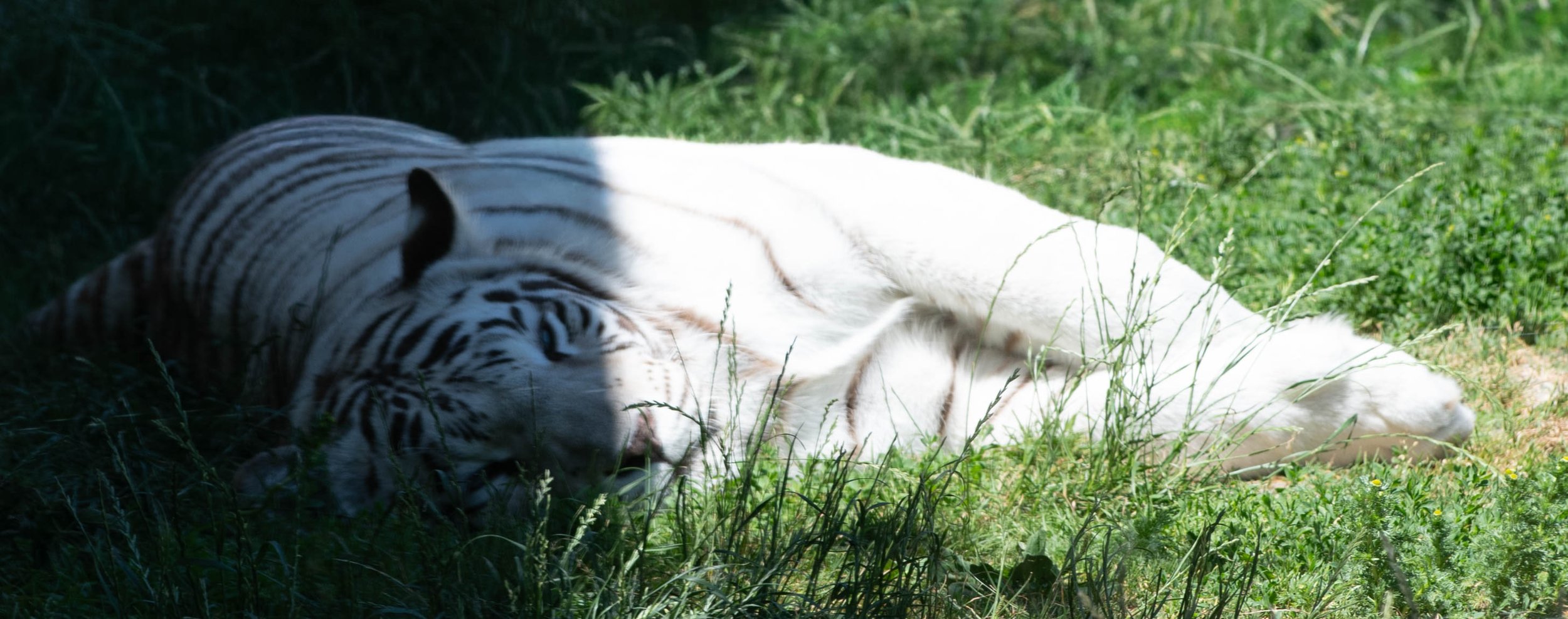 Ein weißer Tigerschlaf im Gras, halb im Schatten, an einem sonnigen Tag im Freien.