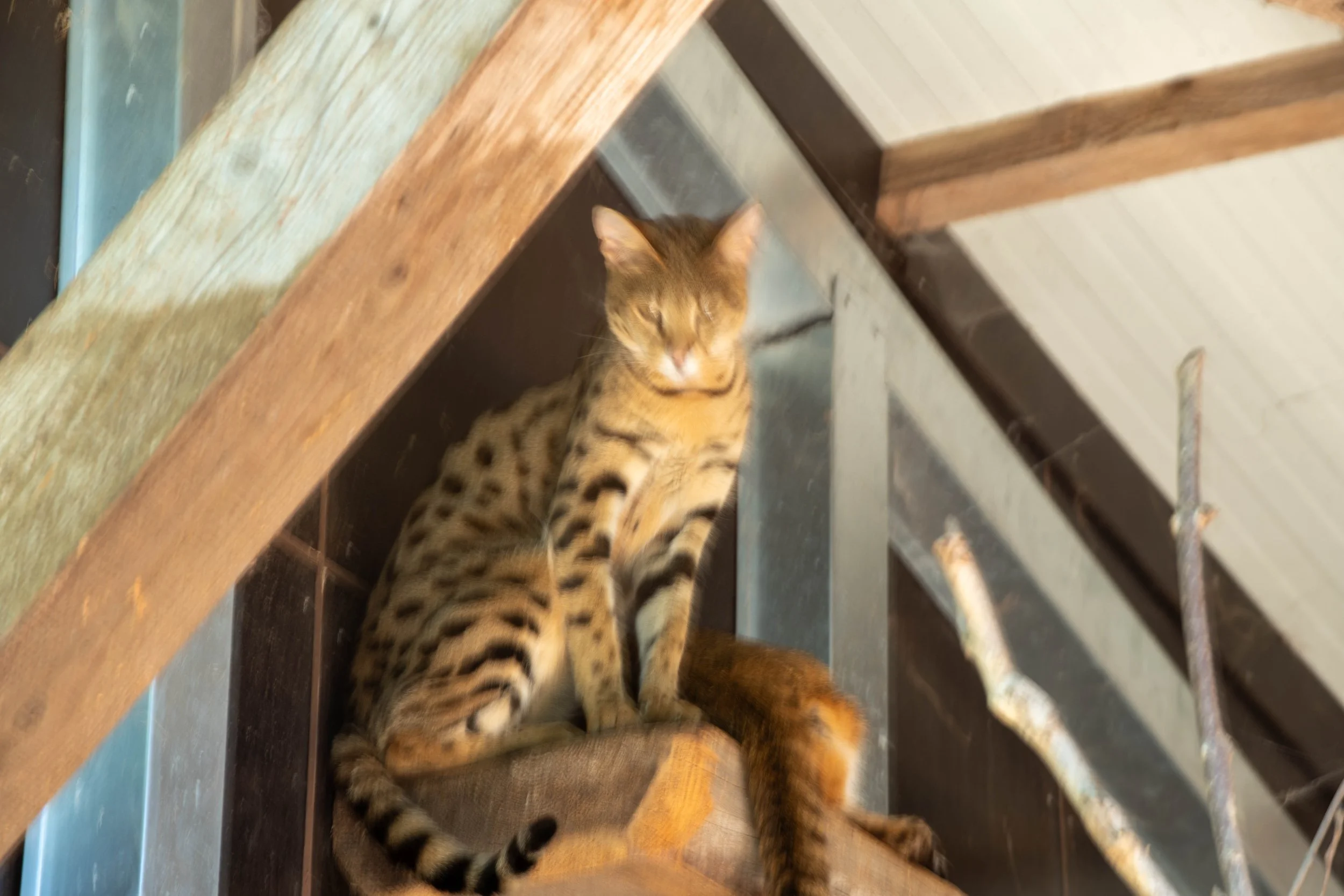 Eine junge Bengalkatze sitzt auf einem Boden zwischen Möbelstücken, blickt nach oben und hat braun geflecktes Fell.