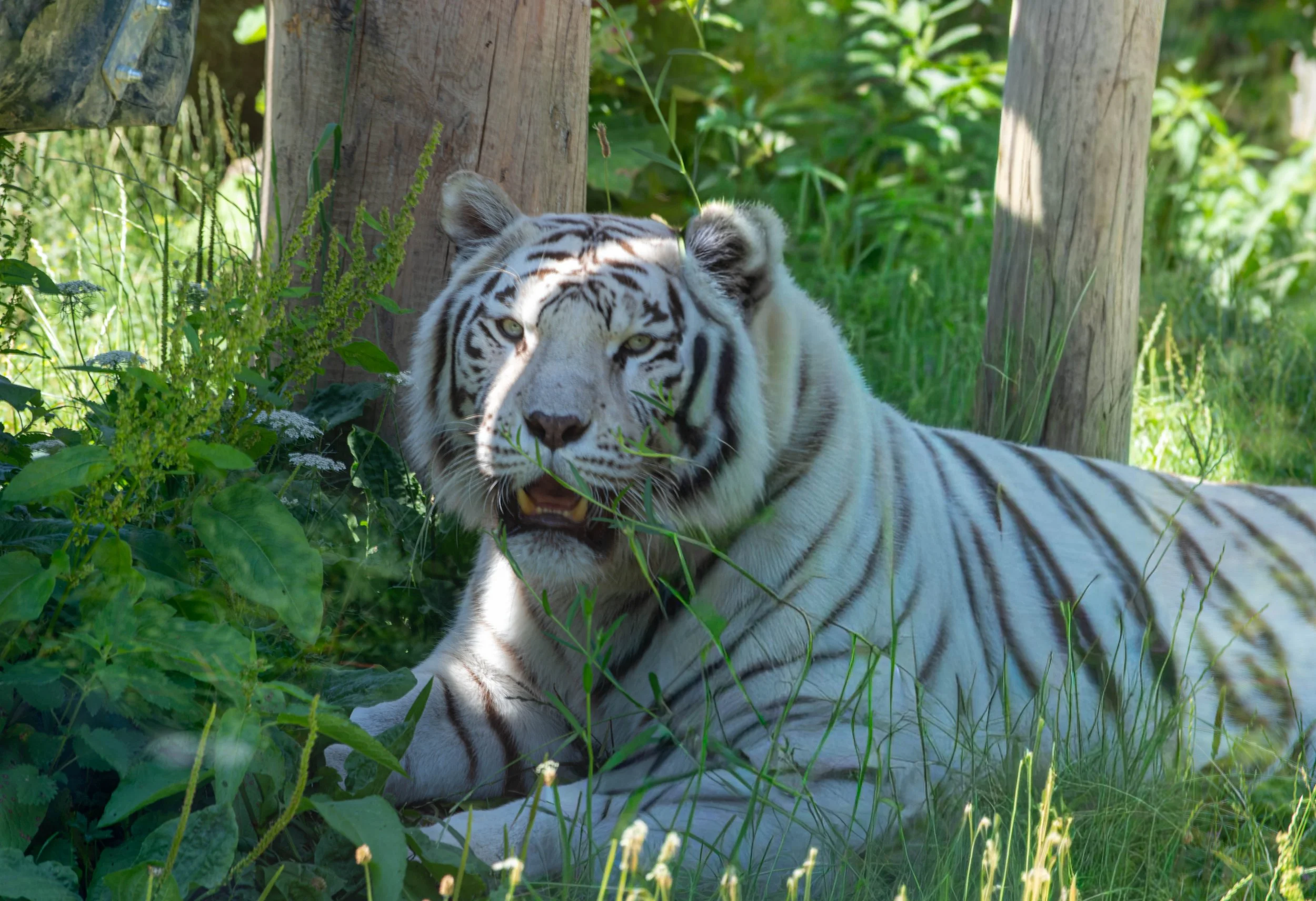Ein weißer Tiger liegt in einem grünen, bewaldeten Gebiet mit Bäumen und Vegetation.