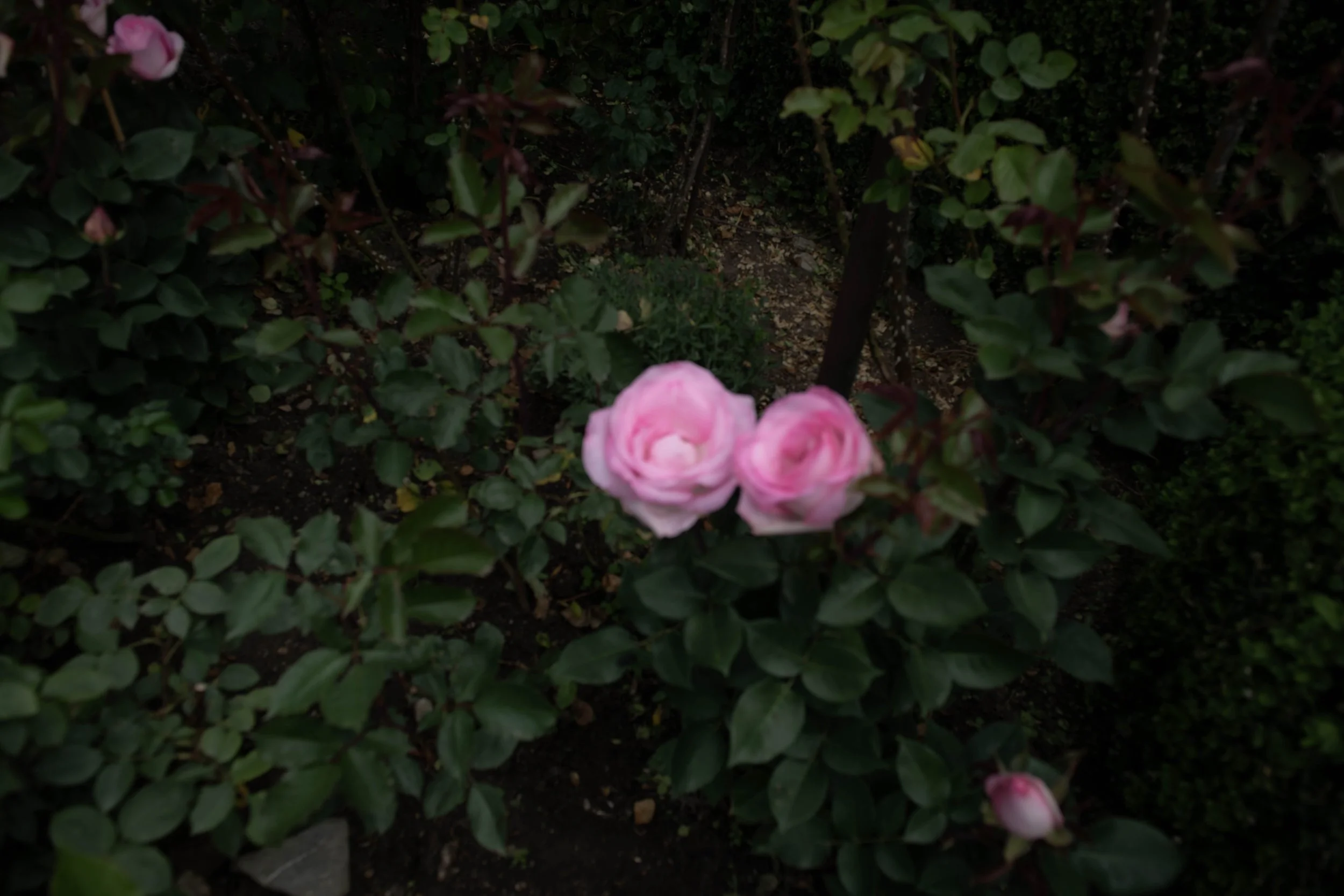 Zwei rosafarbene Rosen vor dunklem Busch