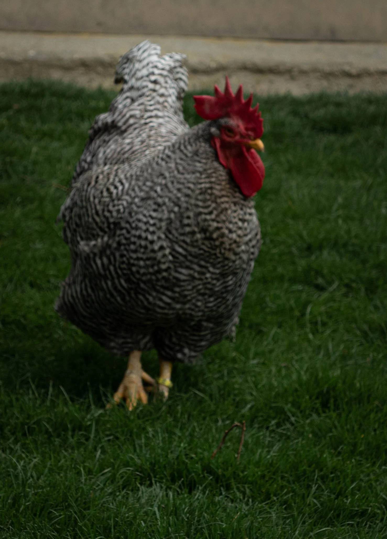 Huhn mit schwarz-weiß geflecktem Gefieder auf grünem Gras, Blick seitlich nach rechts, roter Kamm und robe Kehle.