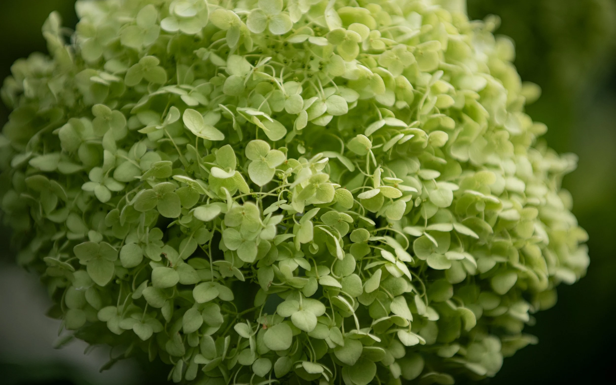Nahaufnahme einer grünen Hortensienblüte mit kleinen, runden Blütenblättern.