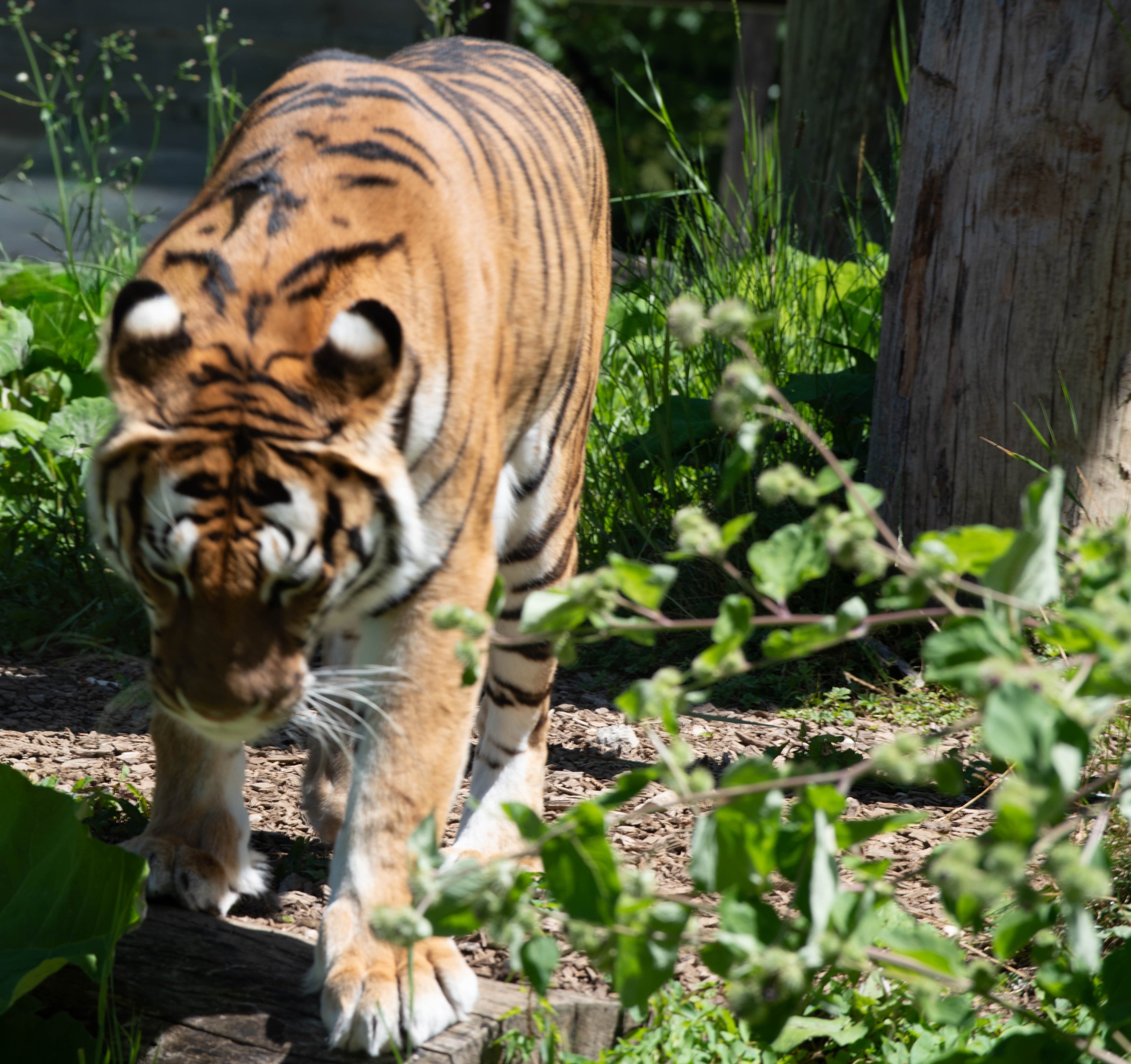 Ein asiatischer Tiger läuft durch grünen Pflanzen und Bäume.