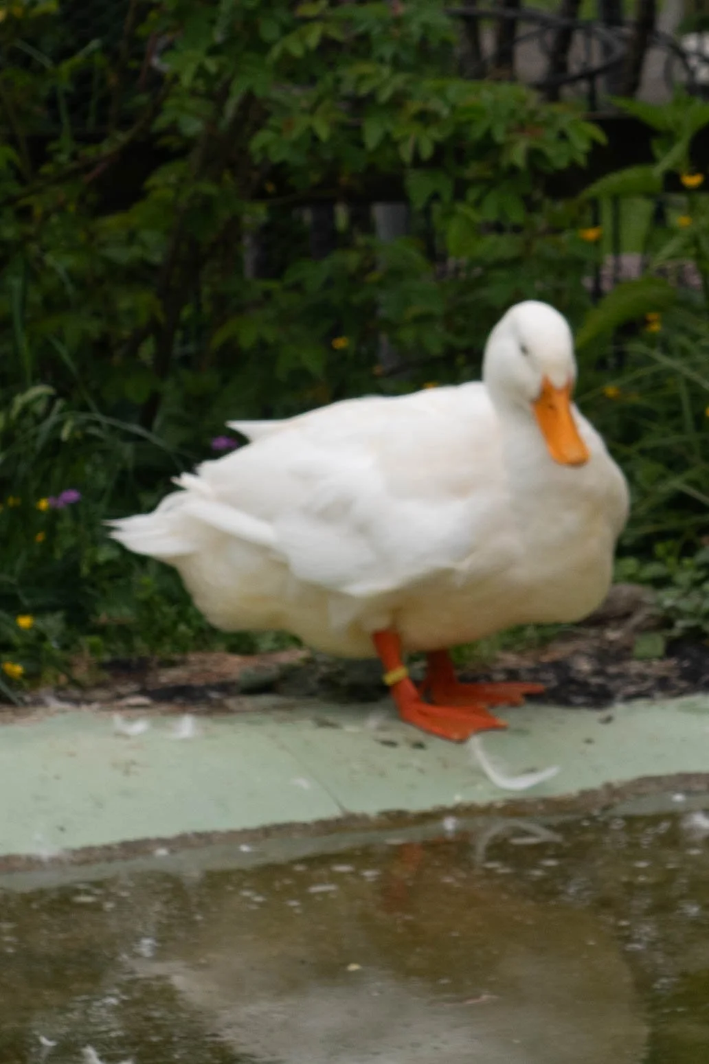 Weiße Ente steht am Wasser auf einer Brüstung, umgeben von grünen Pflanzen im Hintergrund, mit gelbem Schnabel und orangefarbenen Beinen.