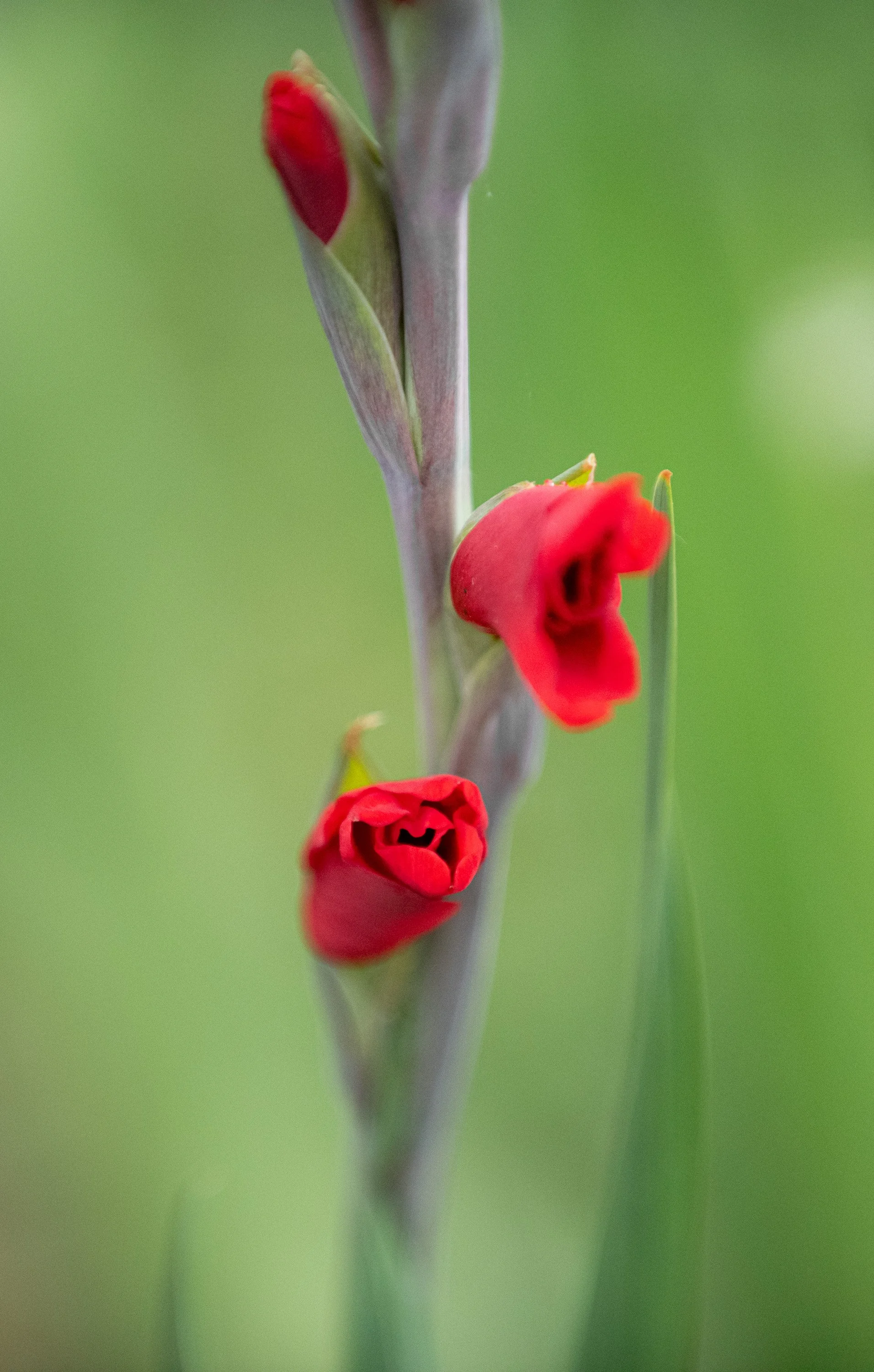 Blick auf eine Pflanze mit roten Blüten und einem grünen, unscharfen Hintergrund.