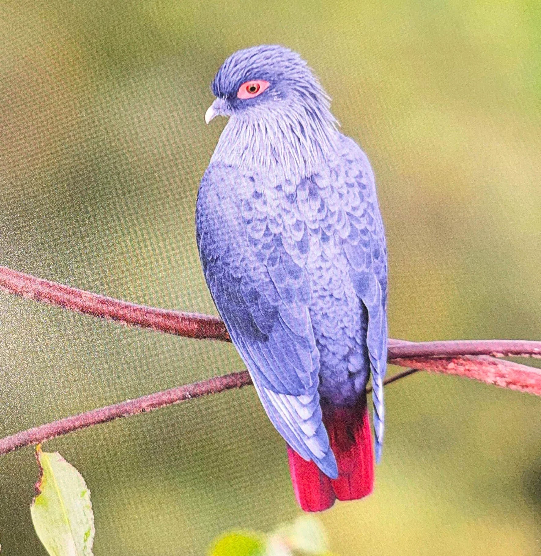 Blauer Vogel auf einem Ast