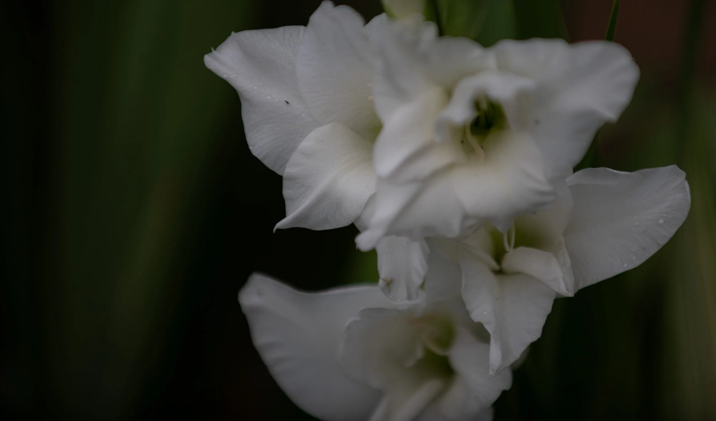 Weiße Blumen mit zarten, gepuderten Blütenblättern vor dunklem, unscharfem Hintergrund.