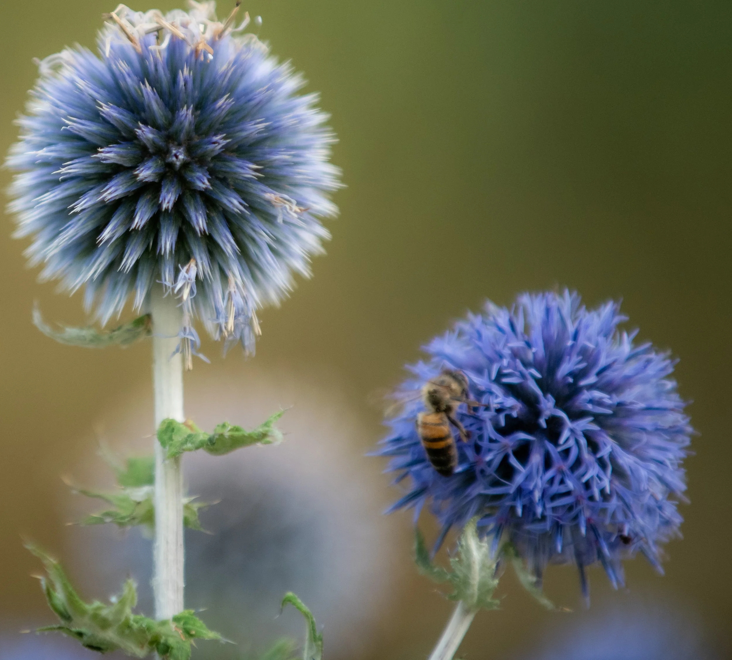 Nahaufnahme einer blauen Kugelblume mit einer Biene, die auf einer der Blumenblüten sitzt, vor einem unscharfen grünen Hintergrund.