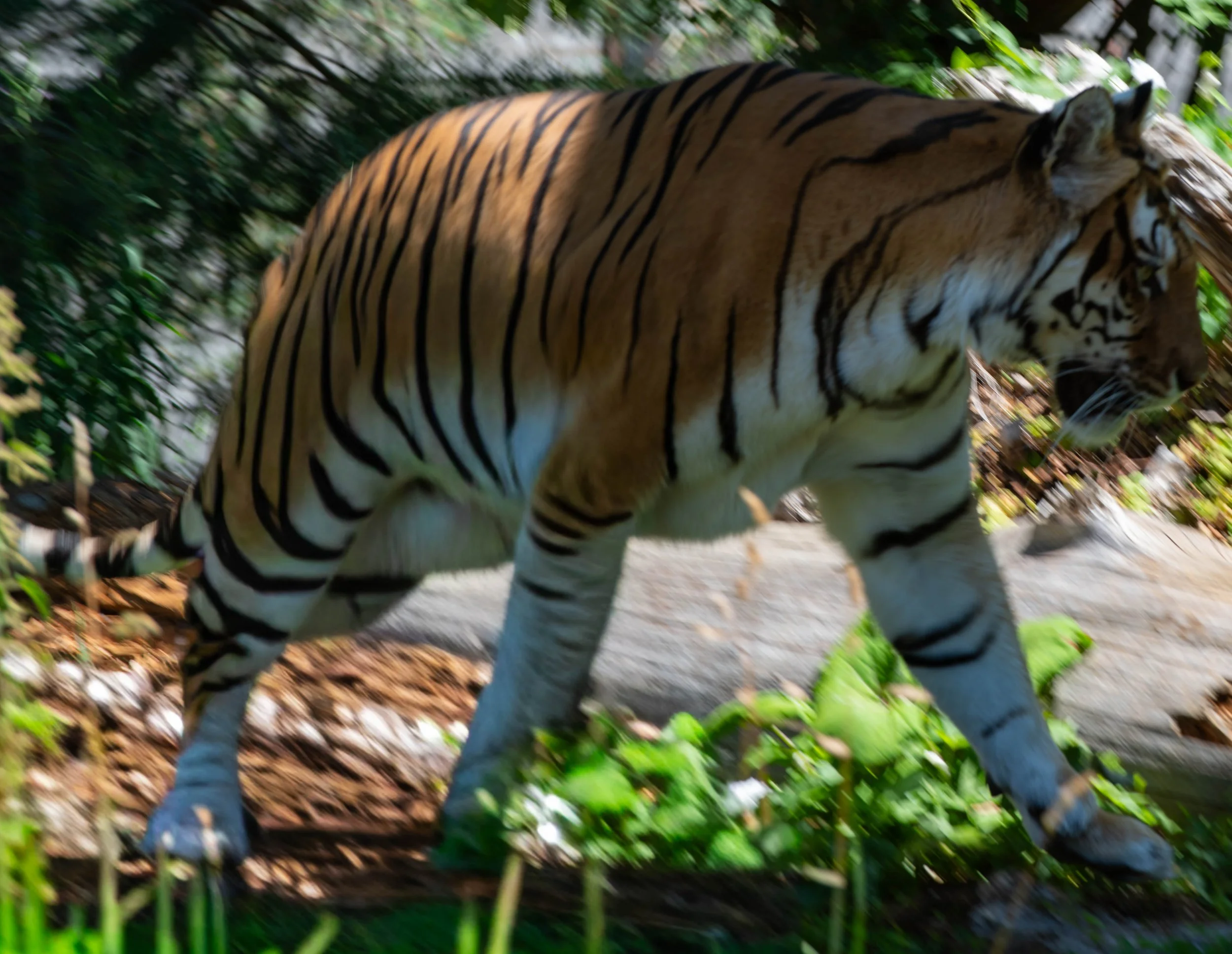 Ein Tiger läuft durch einen dichten, grünen Dschungel.