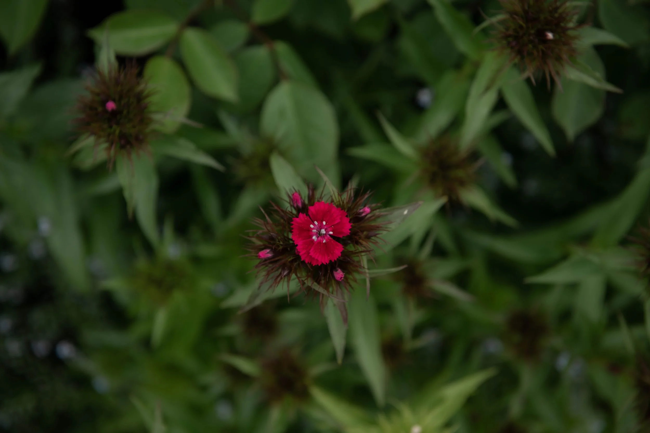 Nahaufnahme einer pinkfarbenen Blume mit grünen Blättern im Hintergrund.
