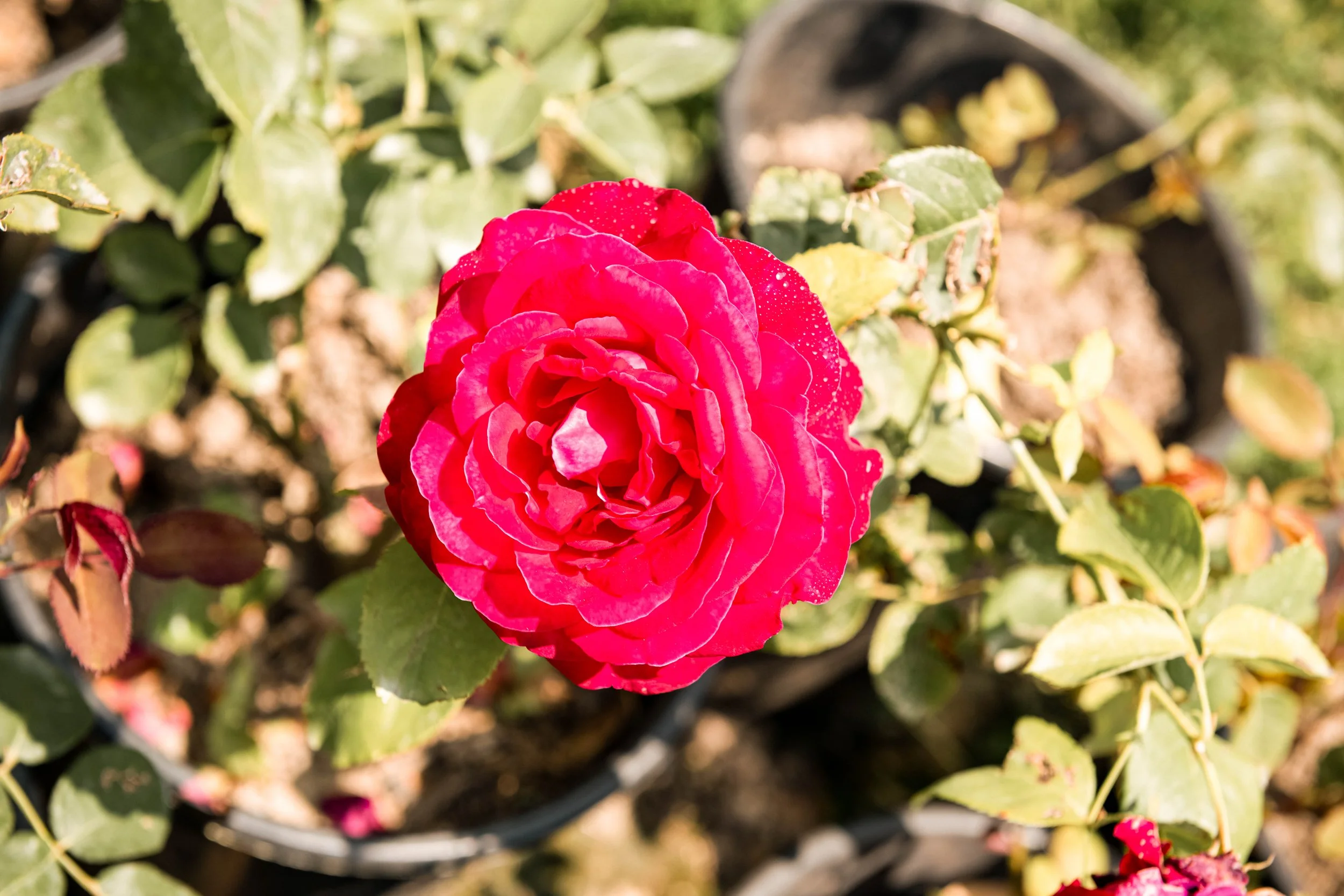 Rote Ranunkelblüte