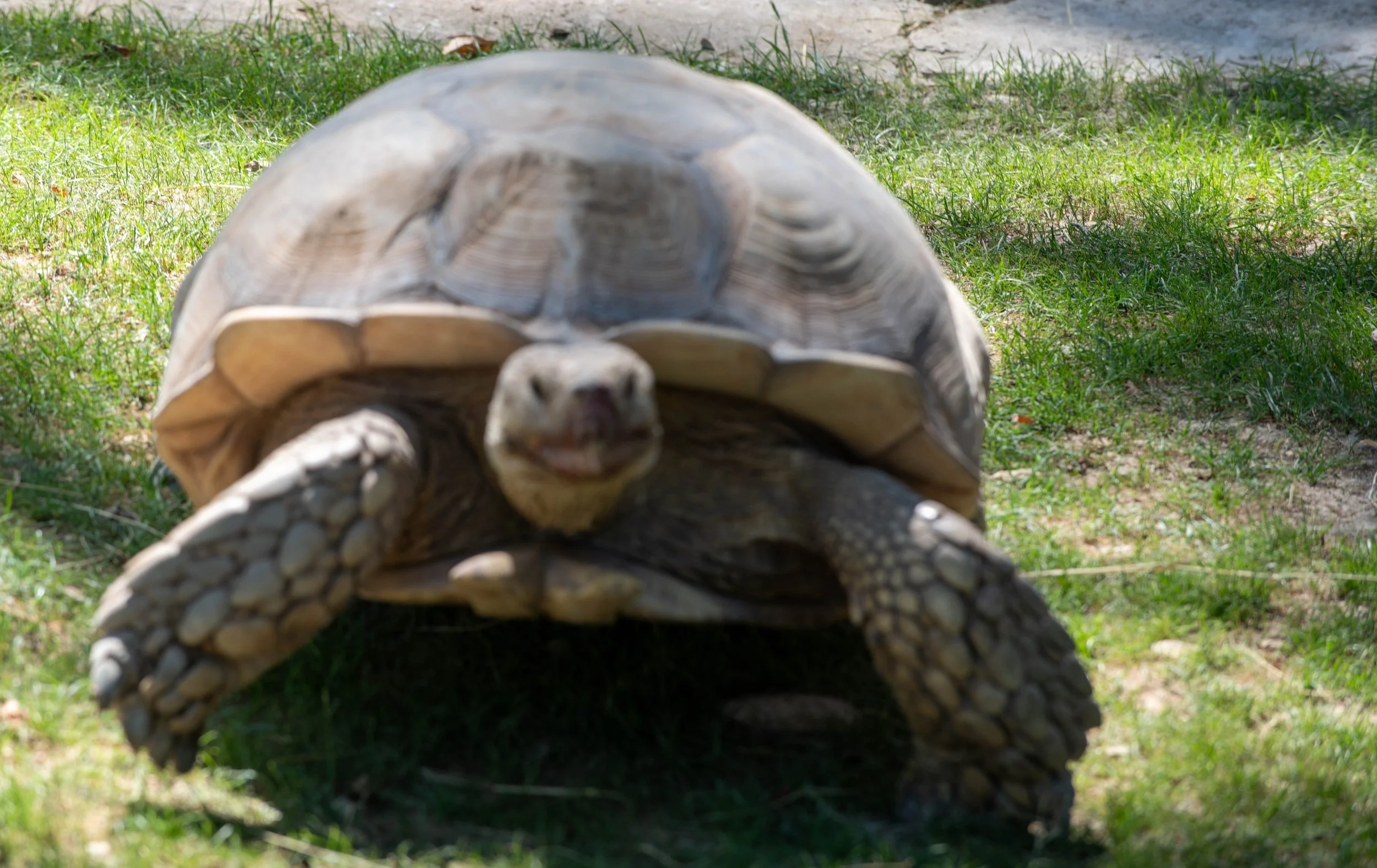 Eine große Schildkröte liegt auf dem Boden, umgeben von Gras und Erde.