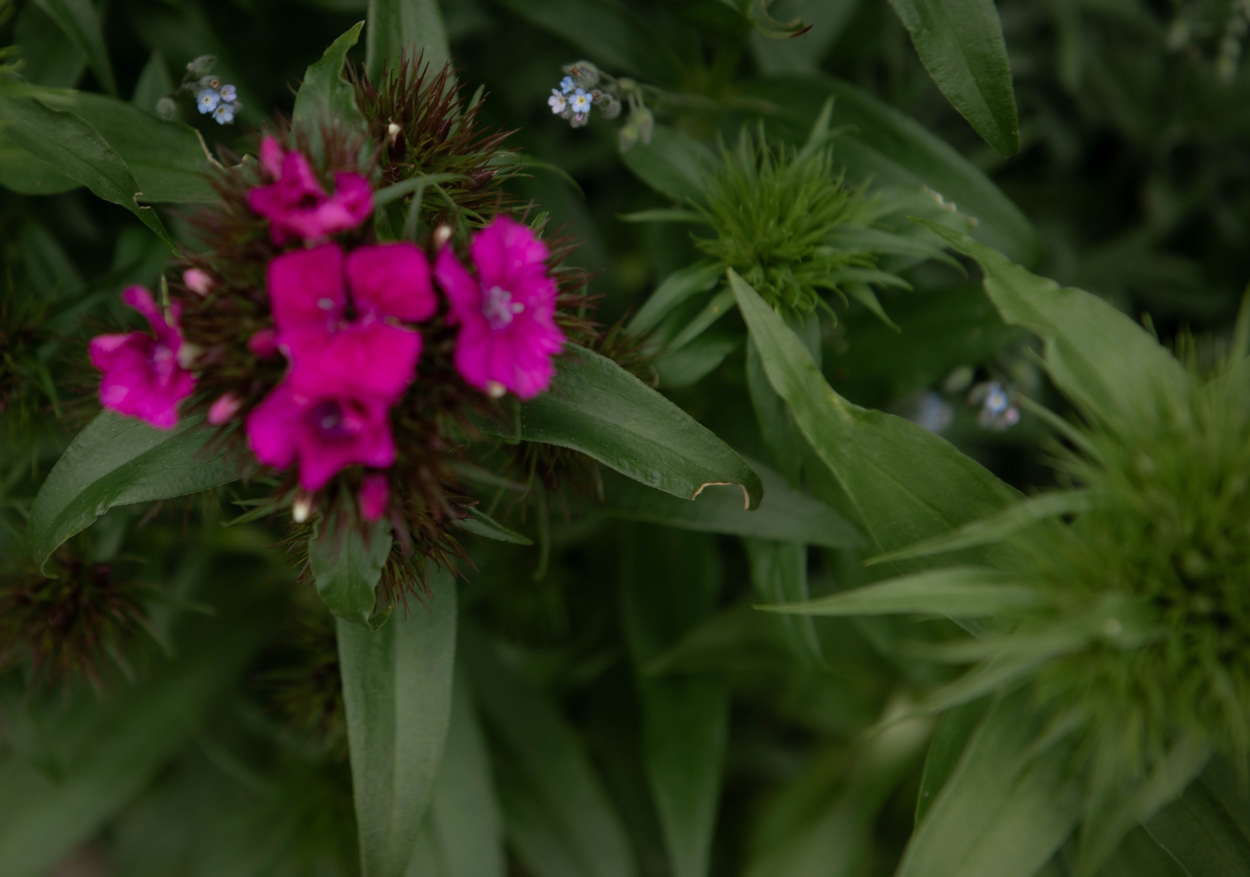 Bunte Blumen in einer grünen Umgebung, hauptsächlich pink und kleine blaue Blüten.