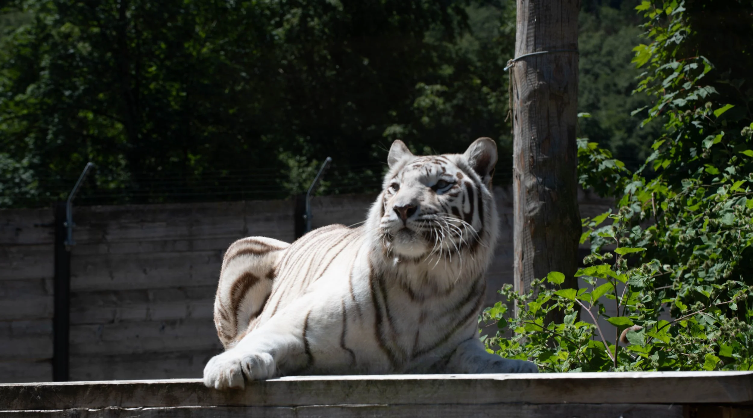 Weißer Tiger liegt auf einem Felsen vor einem Zaun, umgeben von grünen Büschen und Bäumen.