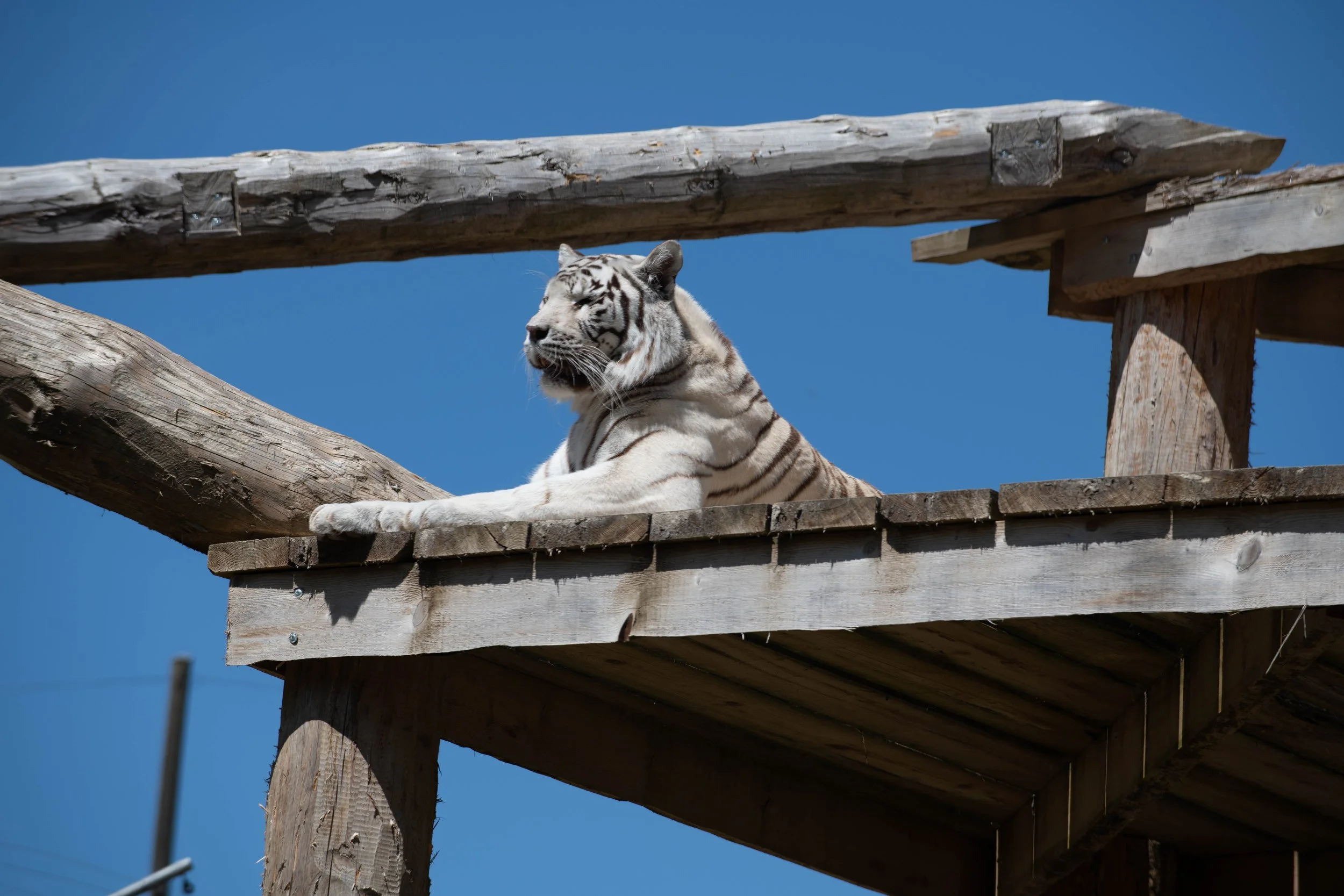 Ein weißer Tiger liegt auf einem Holzbalkon unter einem blauen Himmel.