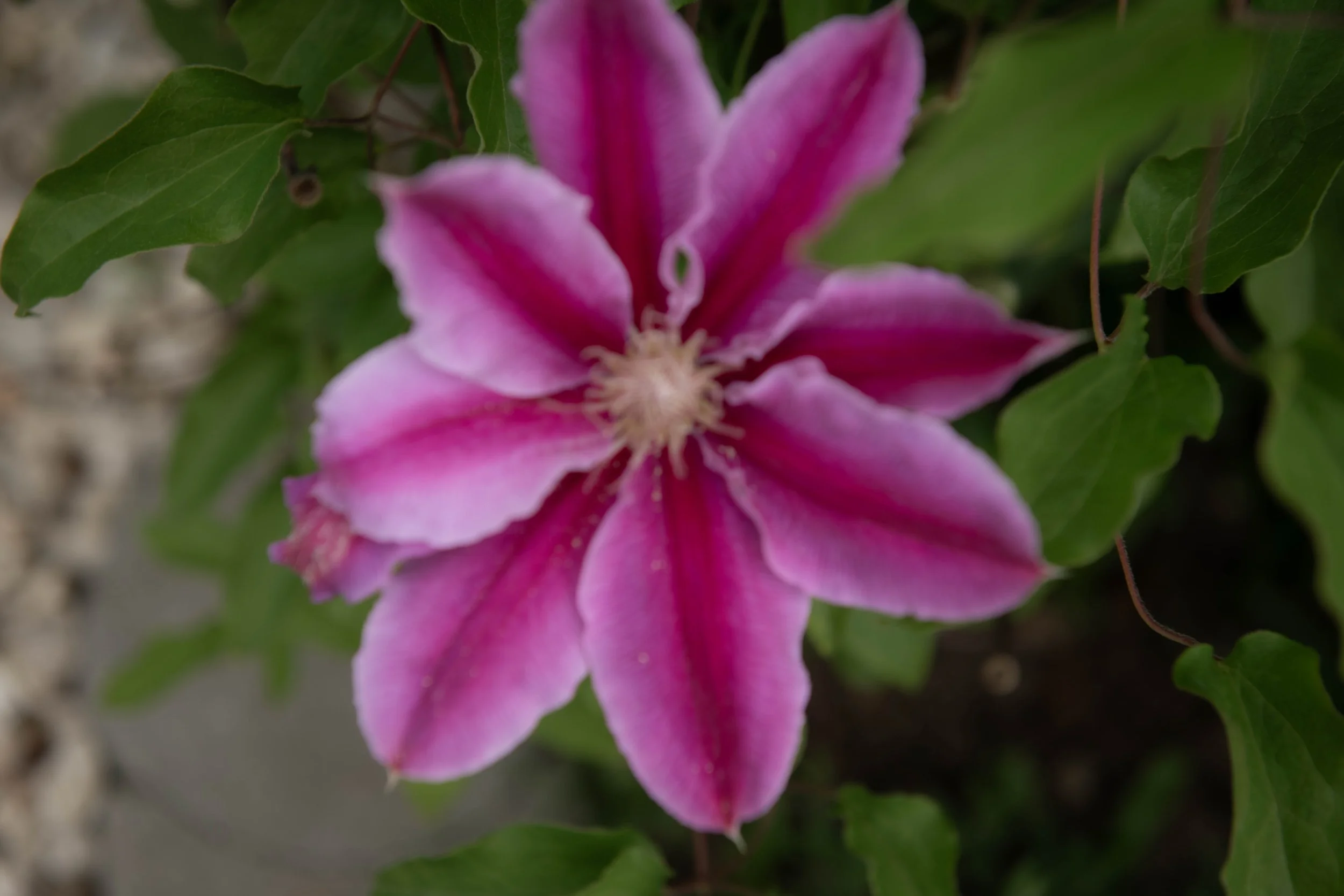 Eine rosa Blume mit weißen Rändern, umgeben von grünen Blättern.