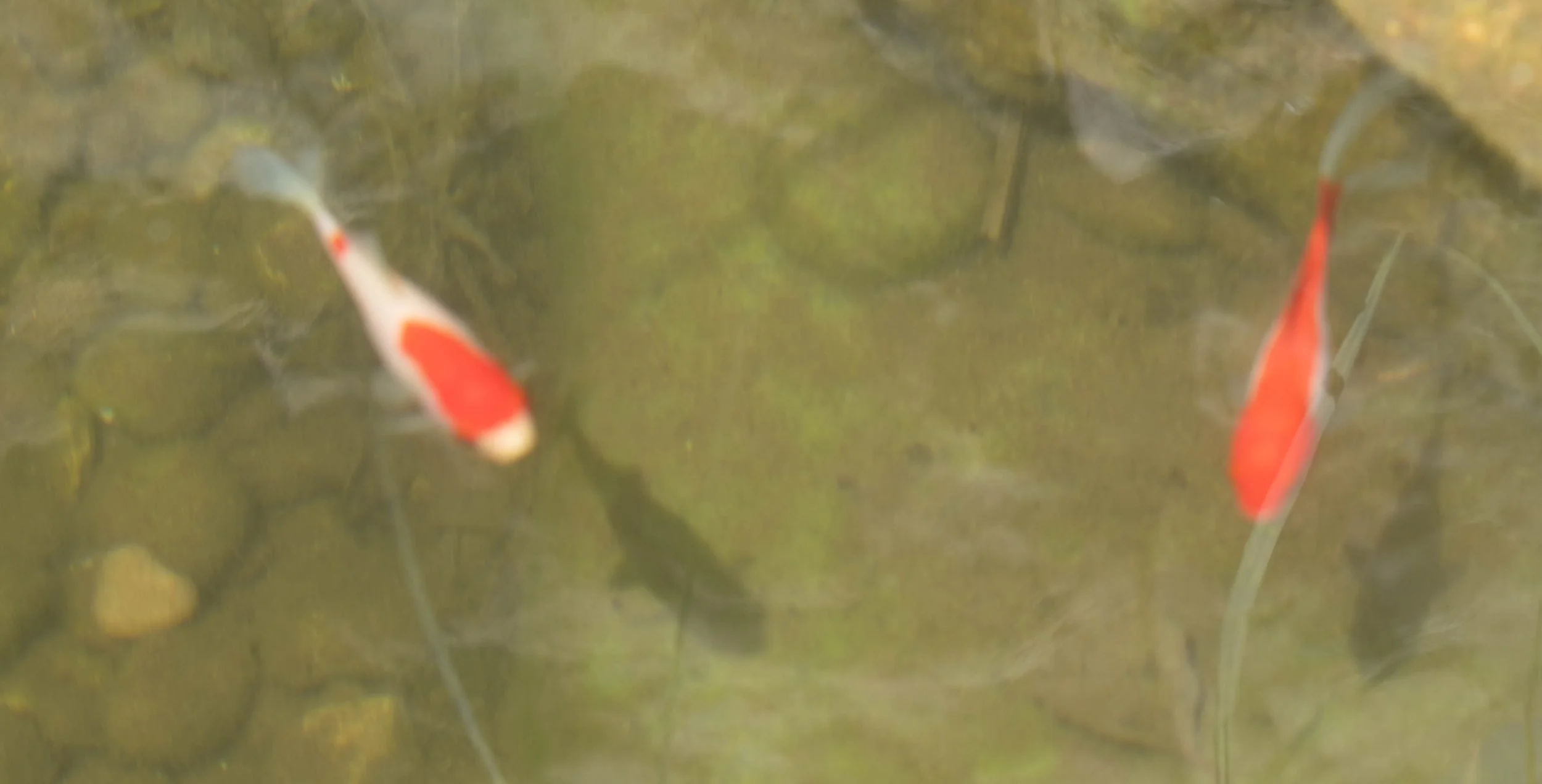Zwei Koi-Karpfen schwimmen in einem Teich mit Wasserpflanzen.