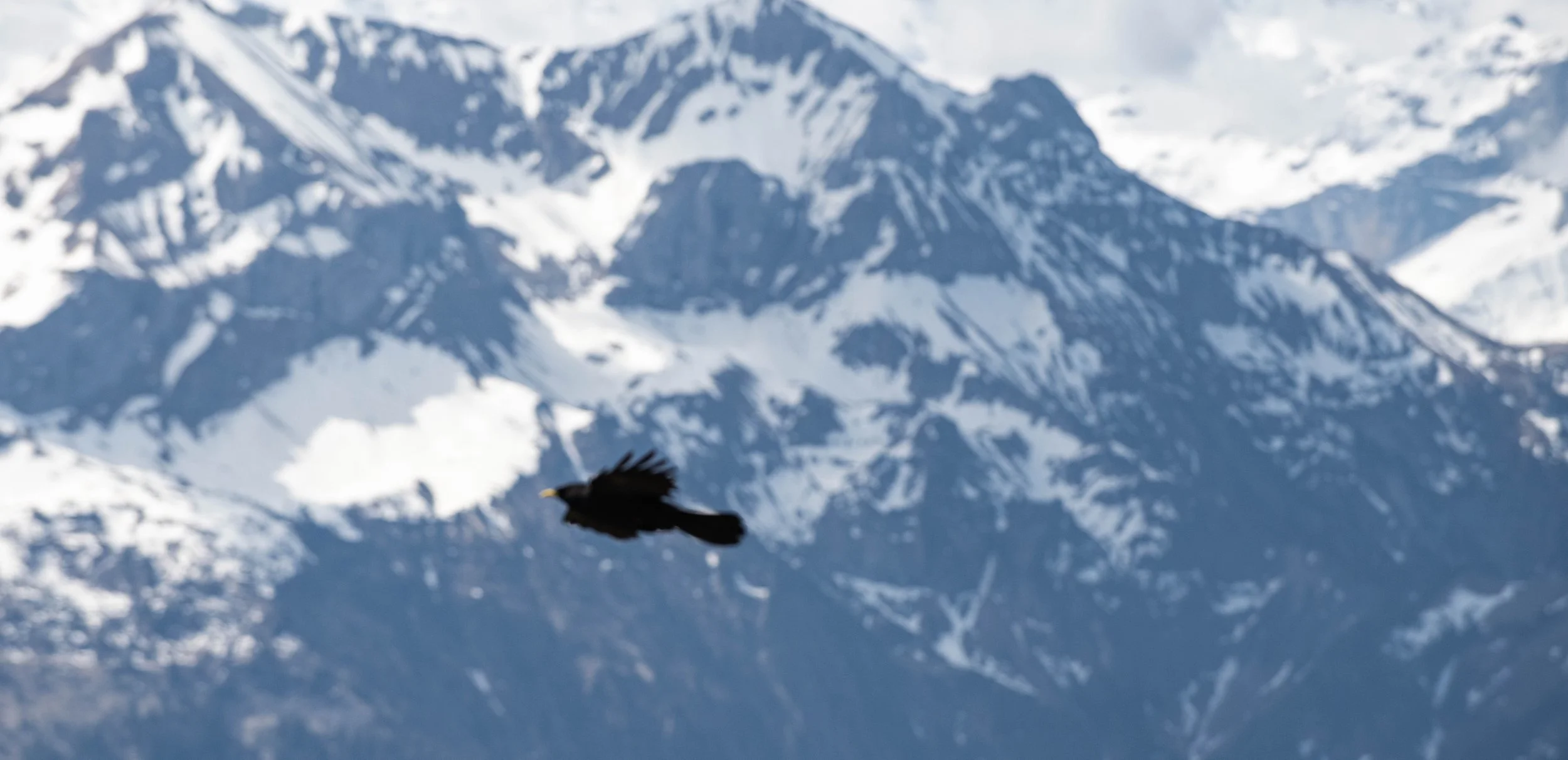 Ein schwarzer Vogel fliegt vor einer verschneiten Bergkulisse mit hohen Gipfeln.