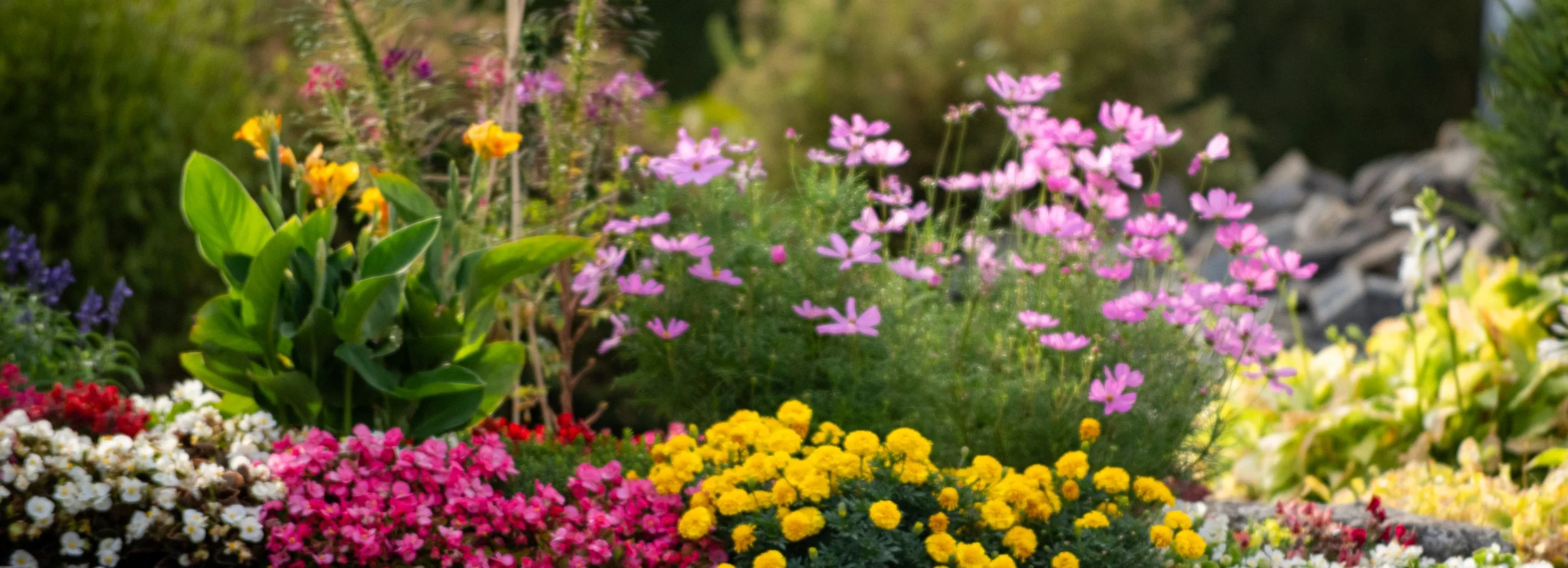 Bunte Blumen im Garten, pinke, gelbe, weiße und lila Blumen, grüne Blätter, Naturaufnahme