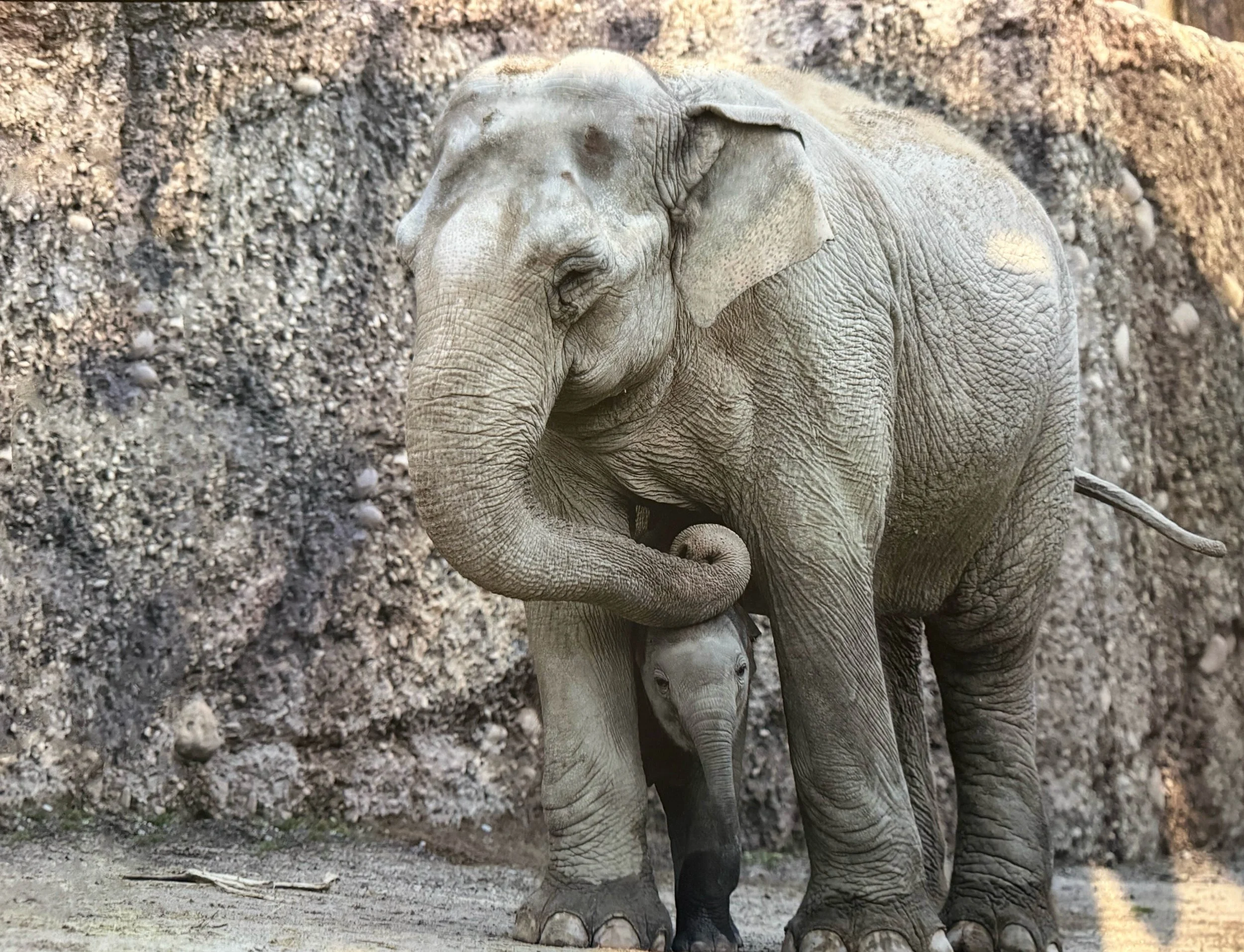 Elefant im Regen