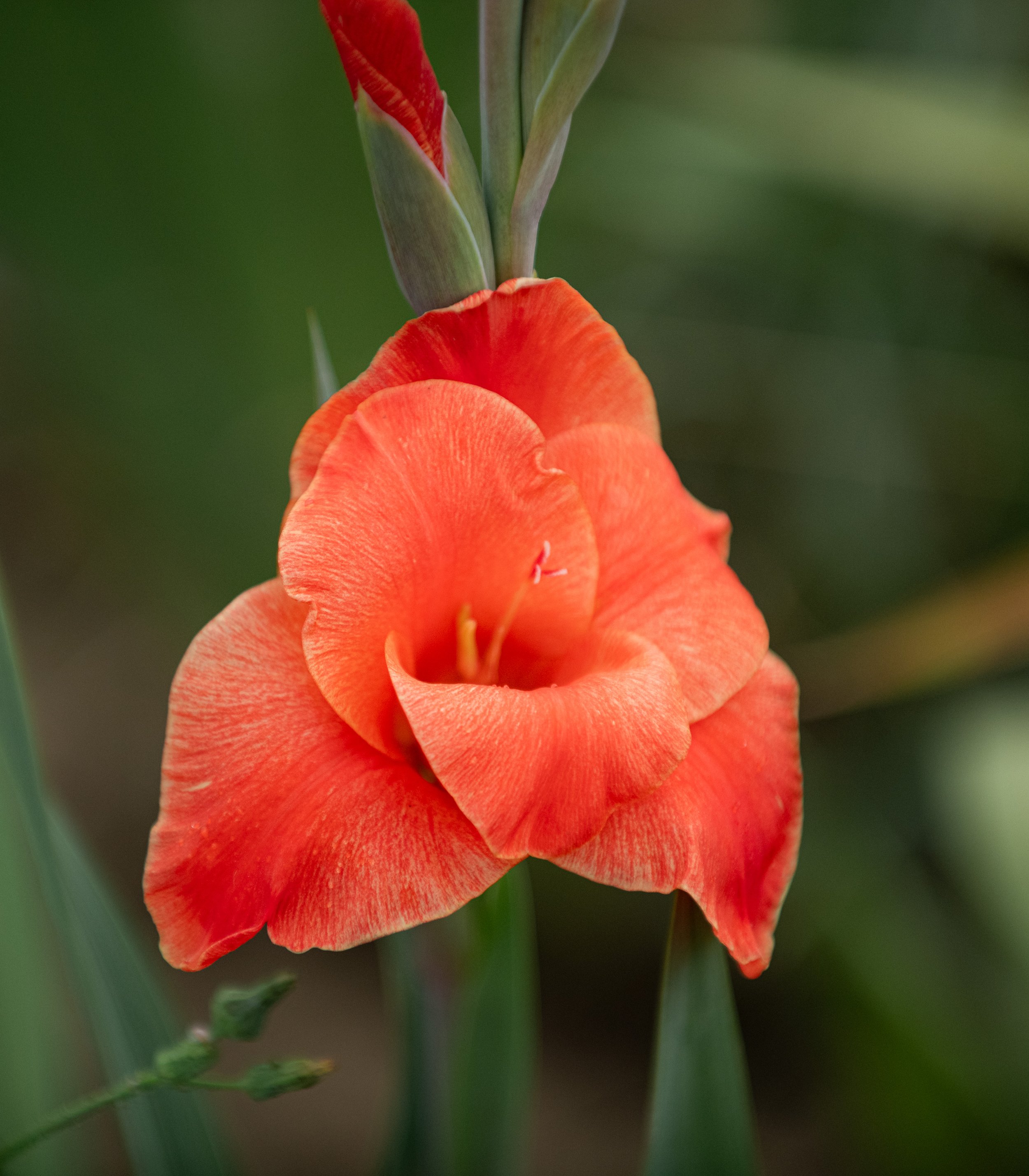 Nahaufnahme einer orange-roten Blüte mit grünen Blättern im Hintergrund.
