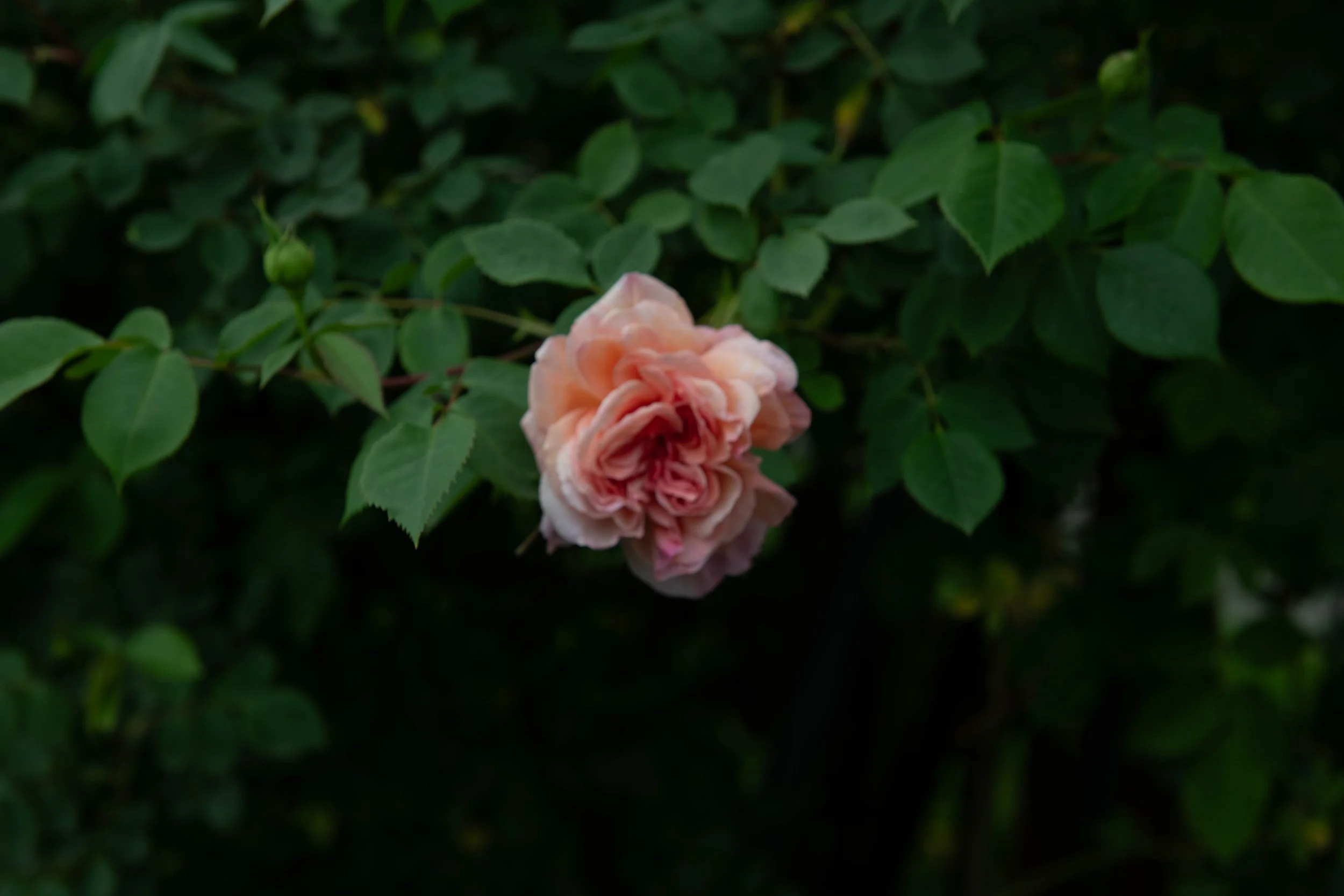 Eine hellrosa Rose vor grünem Blattwerk.