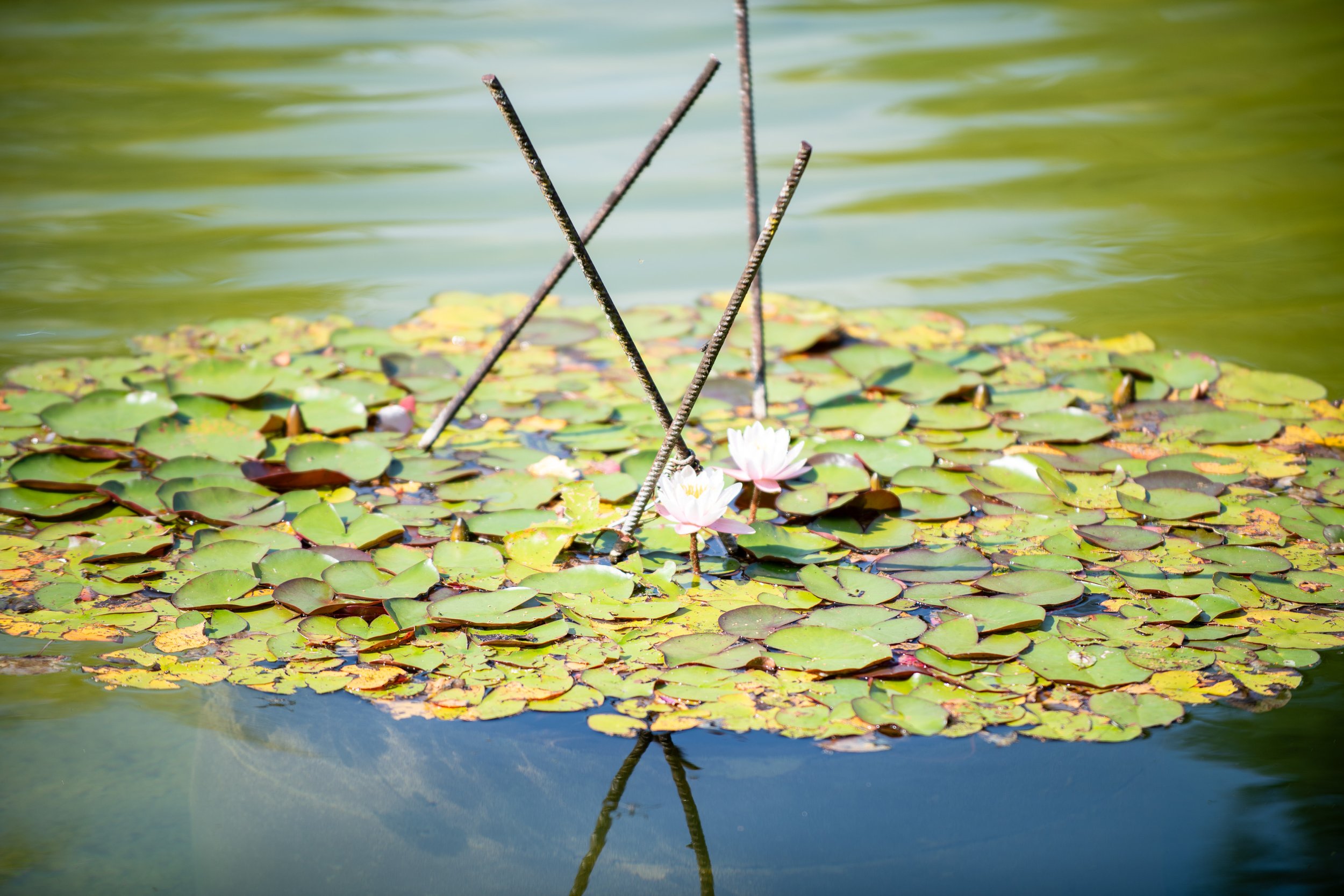 Seerosen auf einer Wasserfläche, mit drei schräg stehenden Ästen in der Mitte und weißen Wasserlilien.