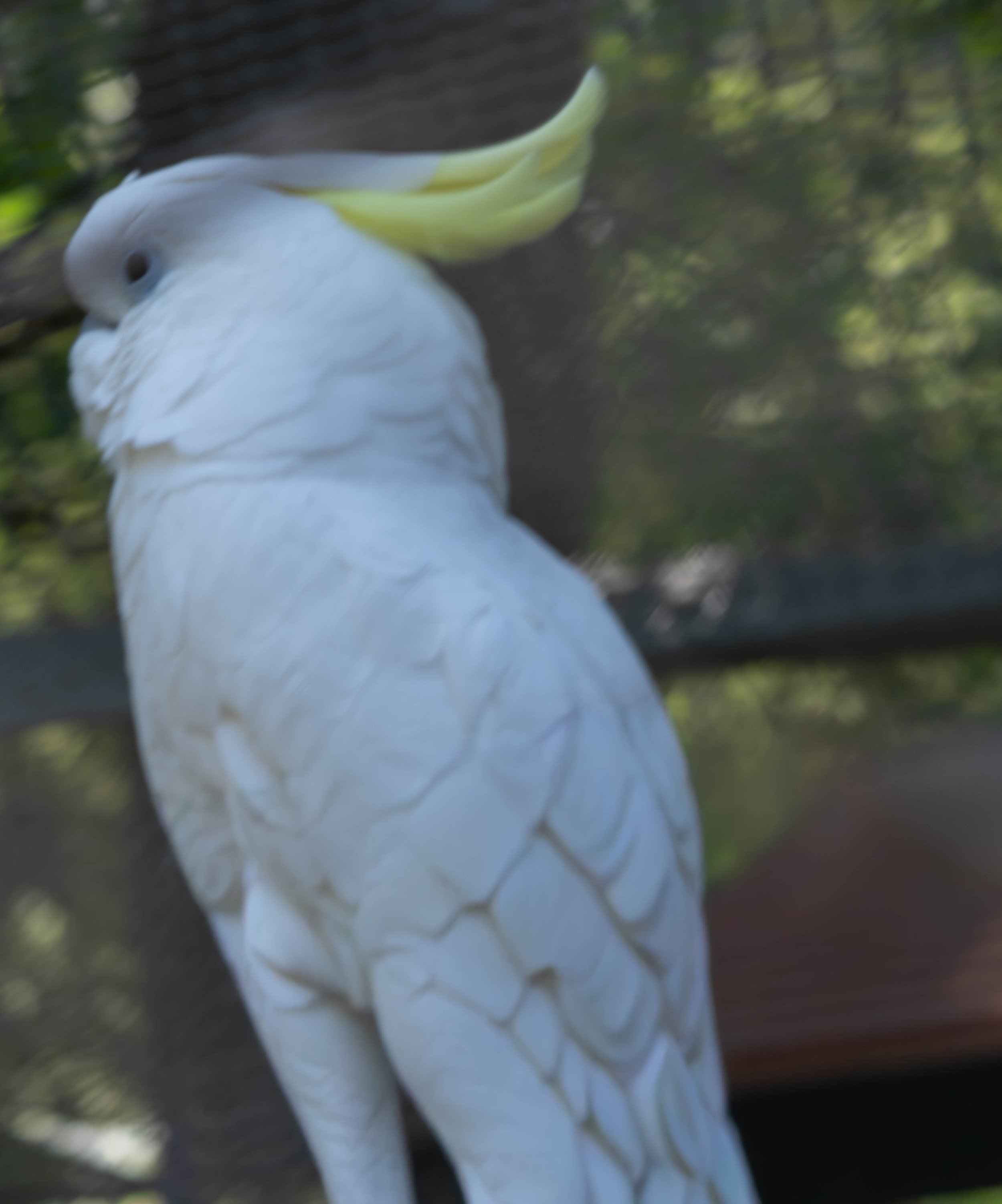 Ein weißer Vogel, wahrscheinlich eine Taube, sitzt auf einem Baum und hat einen schwarzen Spot im Auge, im Hintergrund sind grüne Blätter.