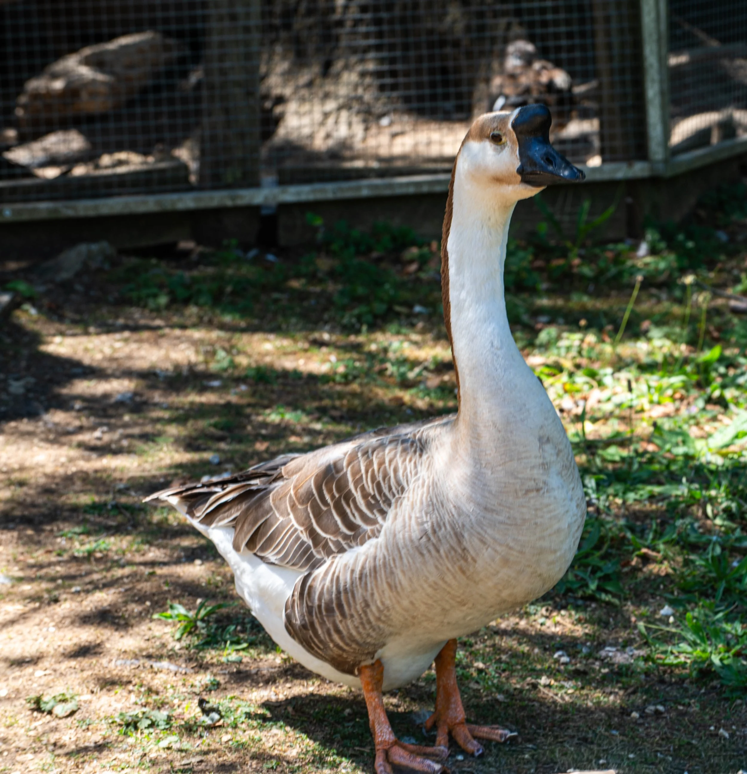 Ente stehend im Freien auf Erde, mit braunen und weißen Gefiedern und einem schwarzen Schnabel.