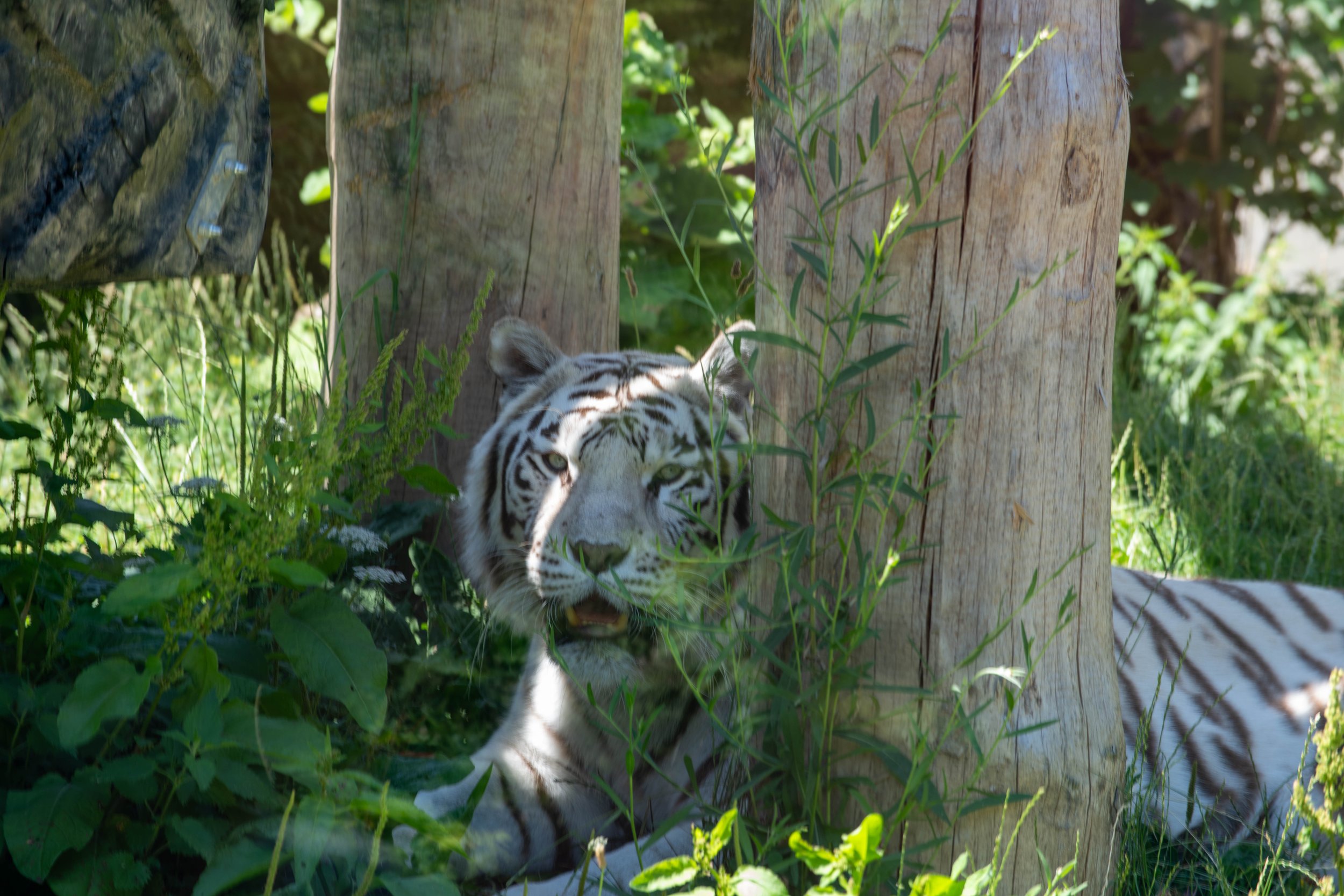 Ein junges weißes Tigerbaby mit schwarzen Streifen liegt in der Vegetation zwischen Bäumen.