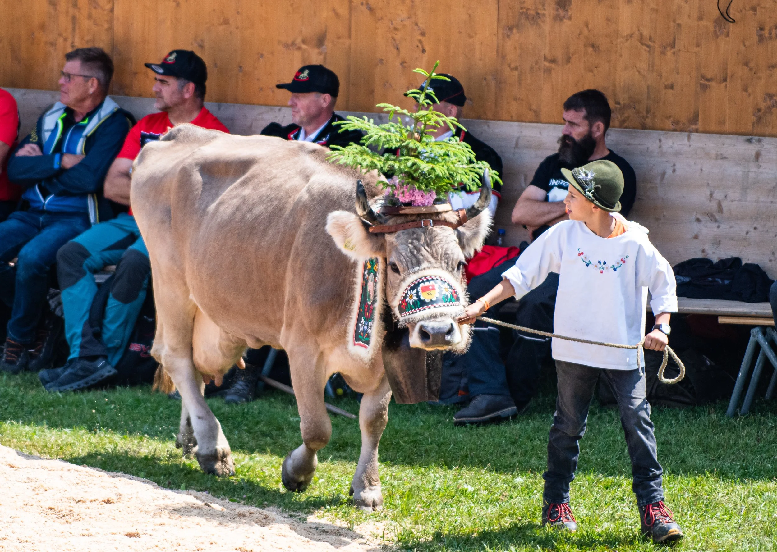 Ein Kälbchen mit einer mit einem Baum und Blumen geschmückten Stirn. Es wird von einem Jungen mit dunklem Haar und dunklem Bart an der Leine geführt, während mehrere Männer in traditionellen Trachten auf einer Bank im Hintergrund sitzen.