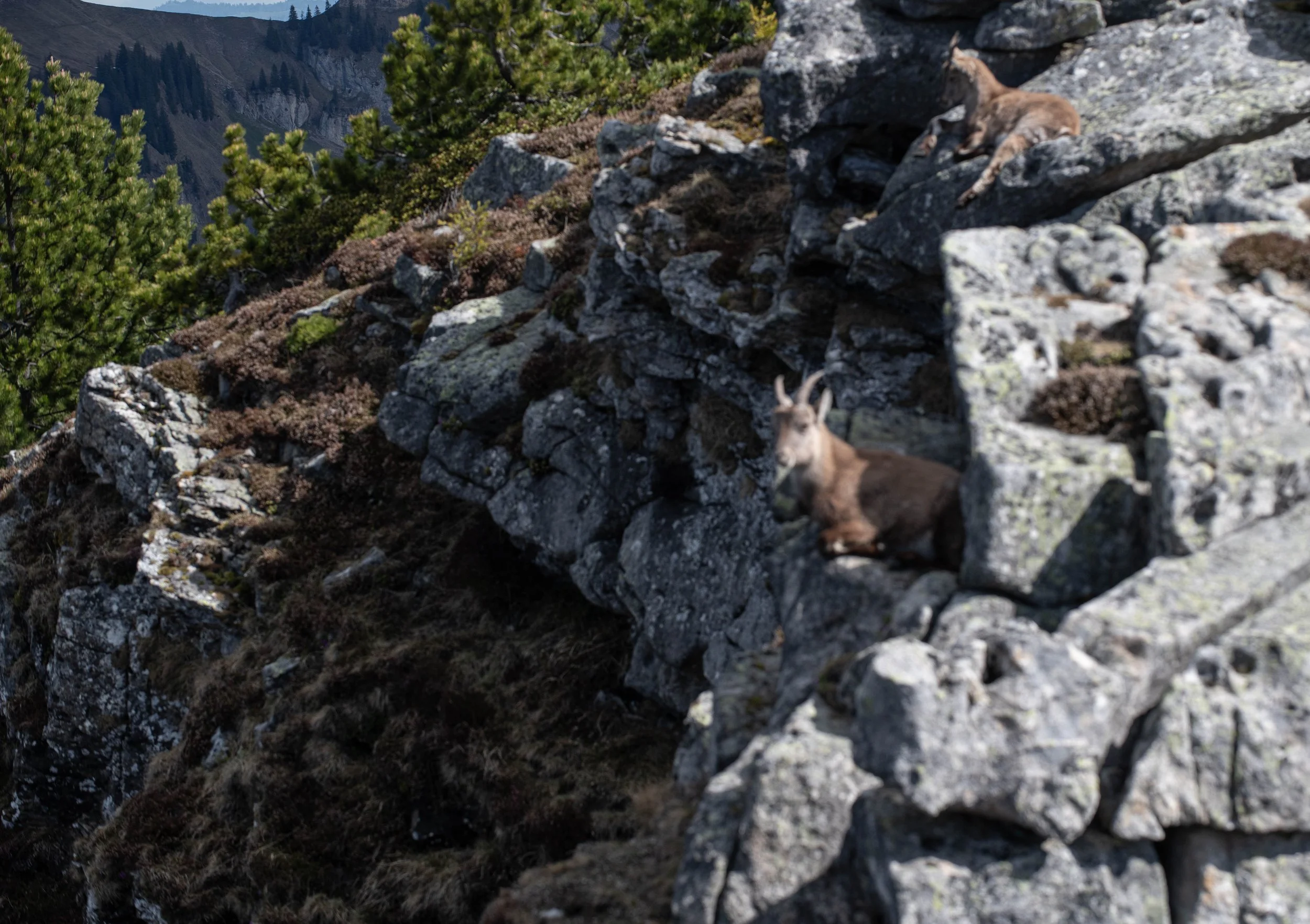 Ein wild lebender Steinbock, der auf felsigem Gelände in den Bergen liegt, umgeben von grünen Bäumen und Felsen.