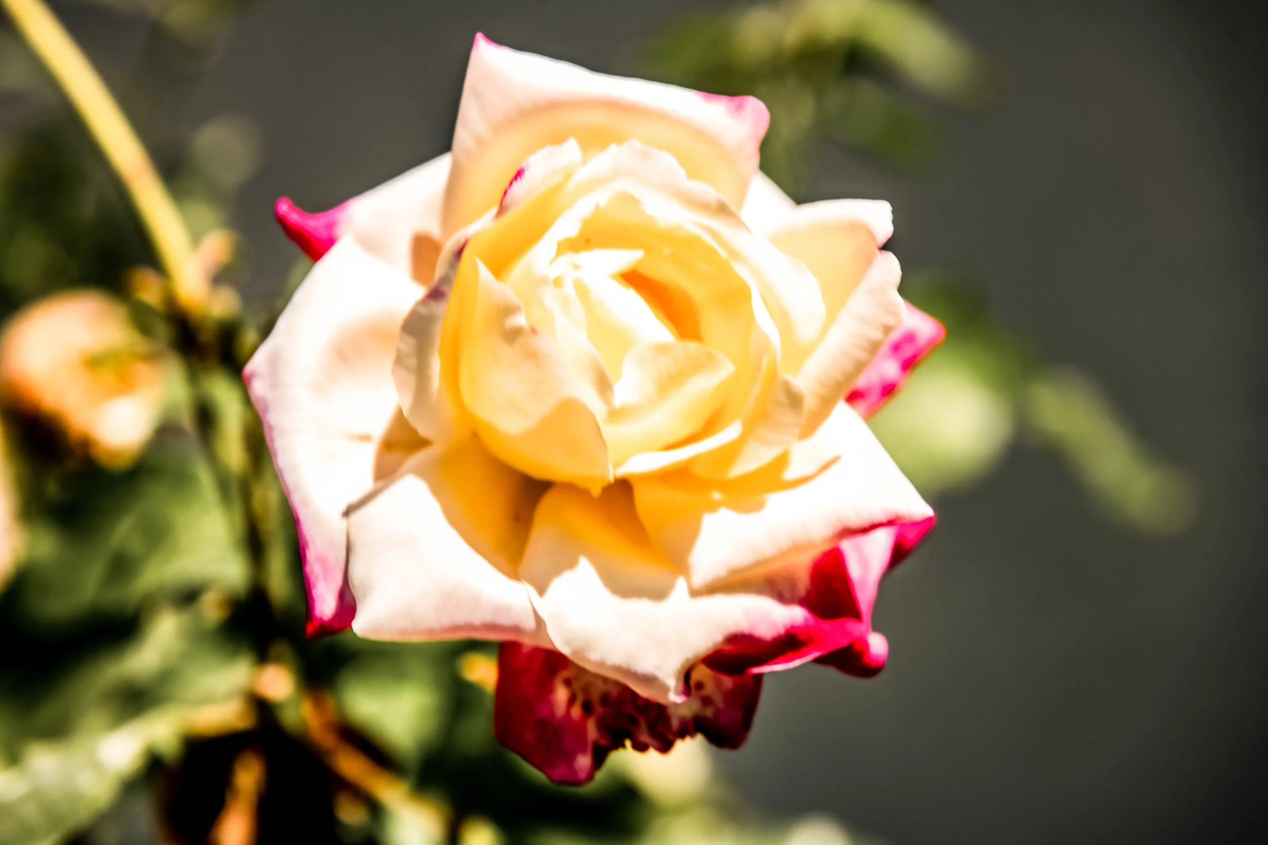 Gelbe Rose im Sonnenlicht