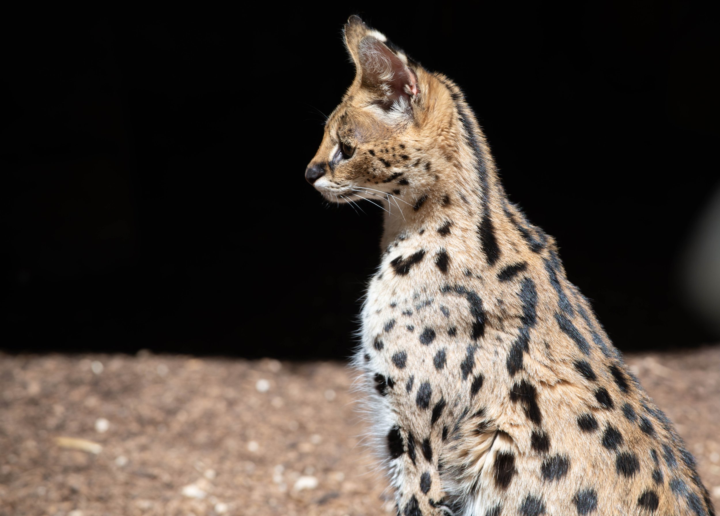 Nahaufnahme eines Leoparden aus der Seitenansicht, sichtbar bis zum Brustbereich, vor dunklem Hintergrund.