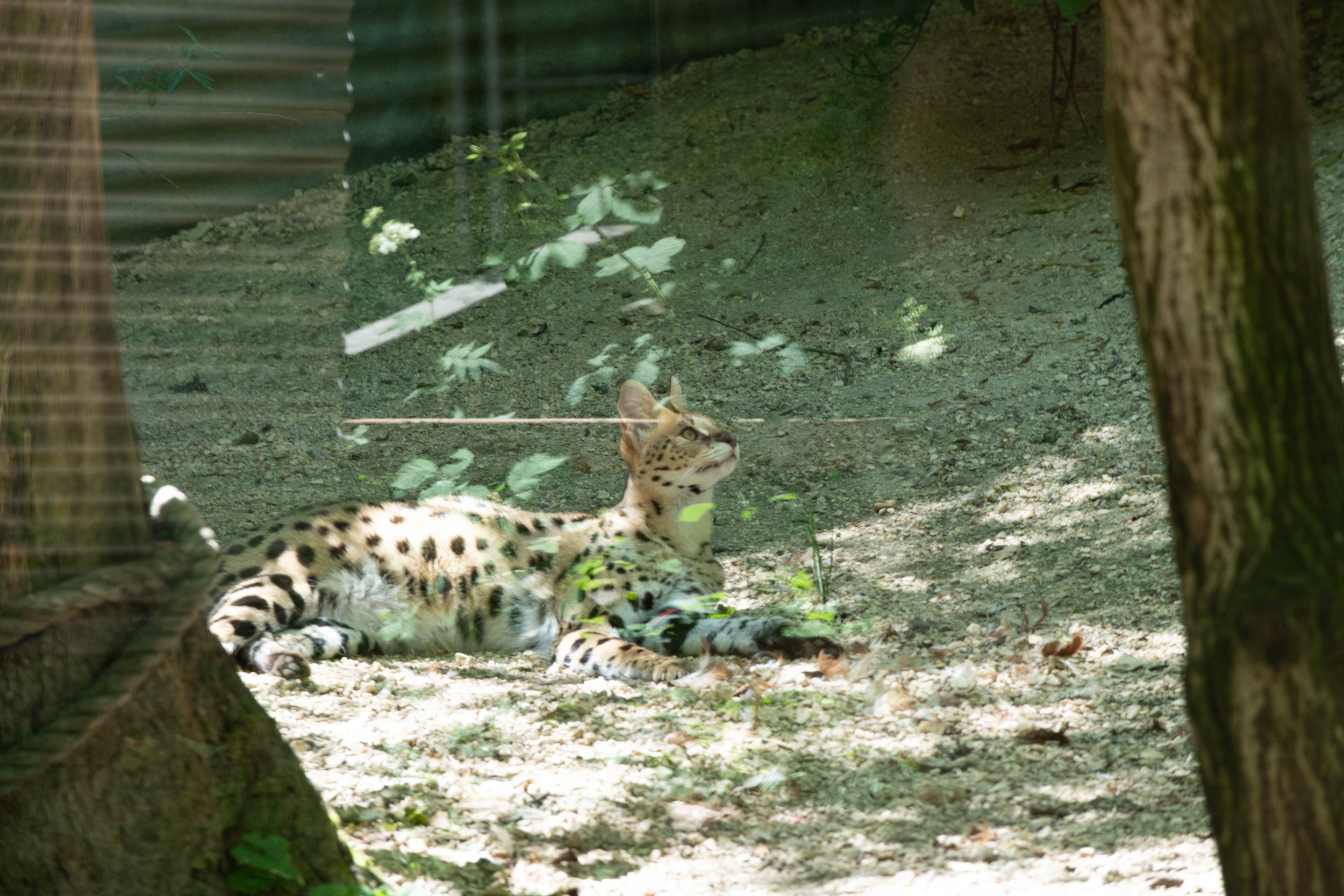 Ein junges Leopard sitzt auf dem Boden in einem grünen Wald und schaut aufmerksam nach oben, umgeben von Bäumen und Blättern.