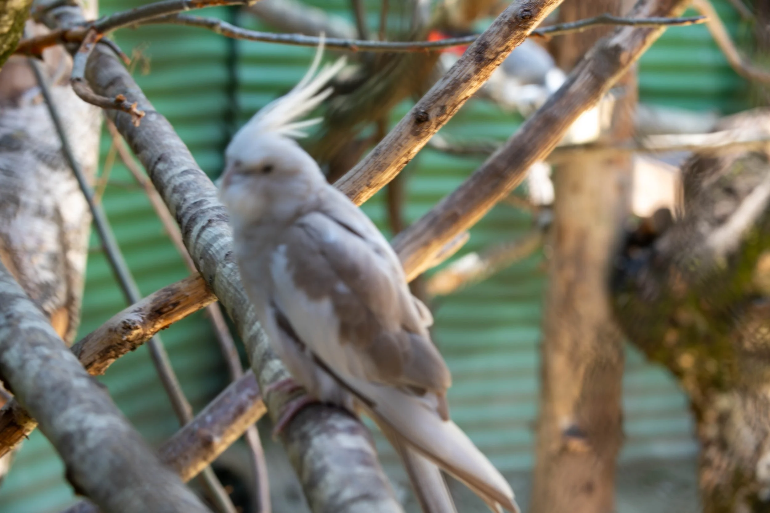 Vogel sitzt auf einem Ast in einem Käfig, mit grünem Hintergrund.