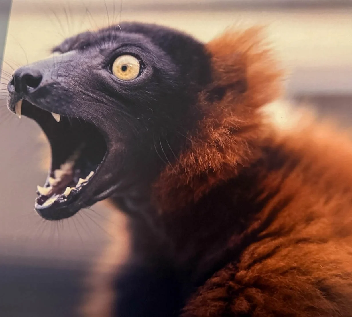 Roter Vari Lemur Porträt