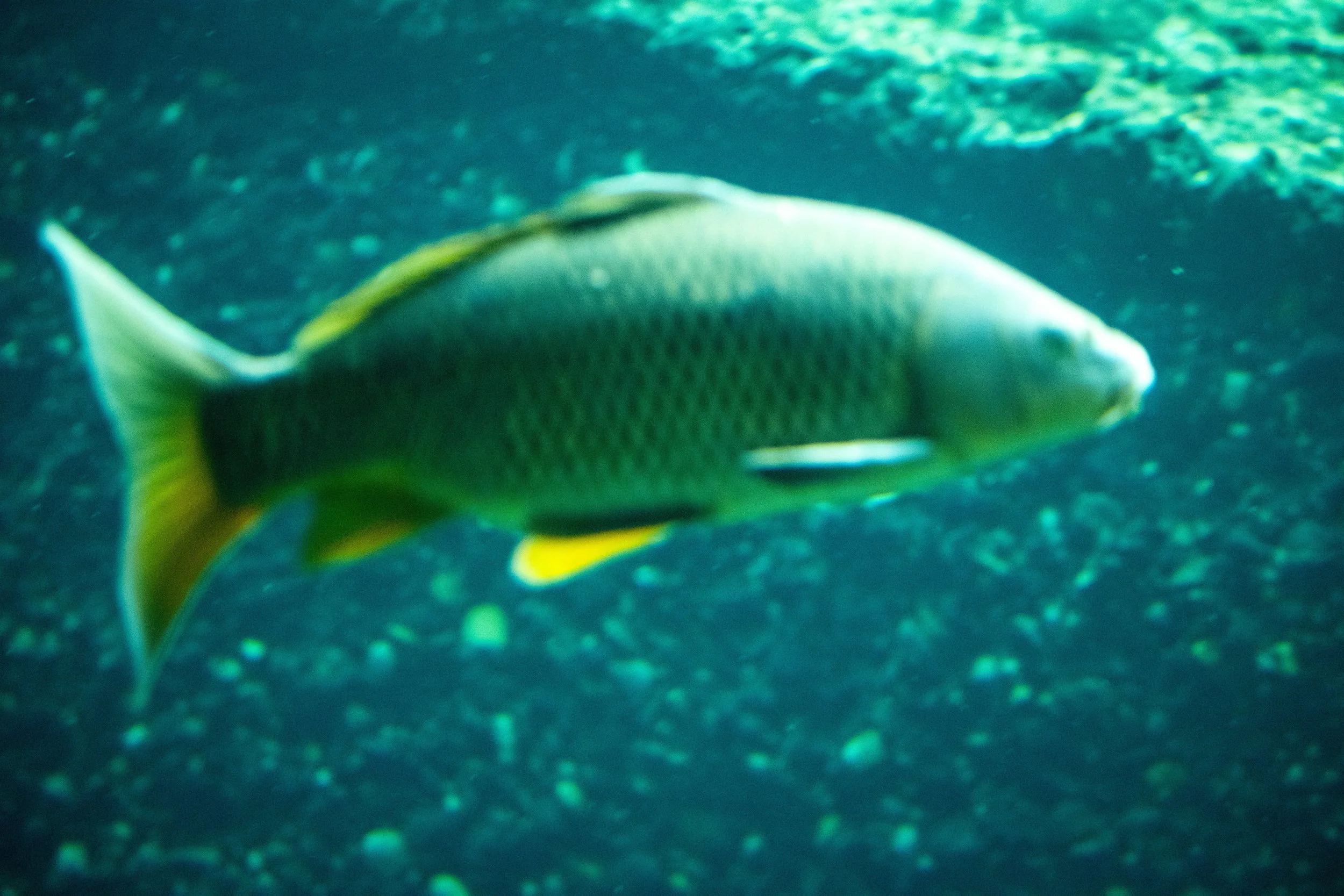Fisch unter Wasser