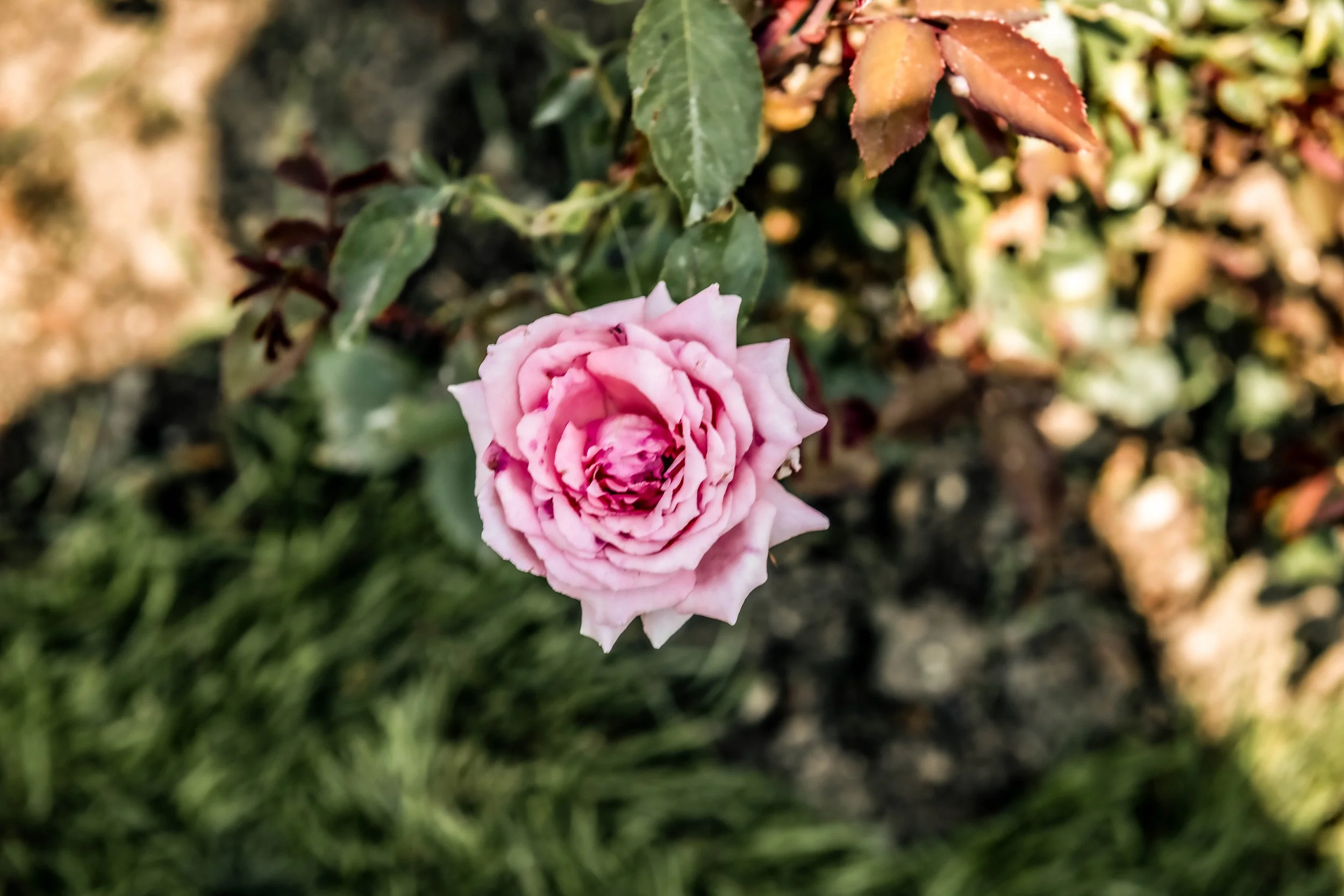Rosa Rosen im Garten