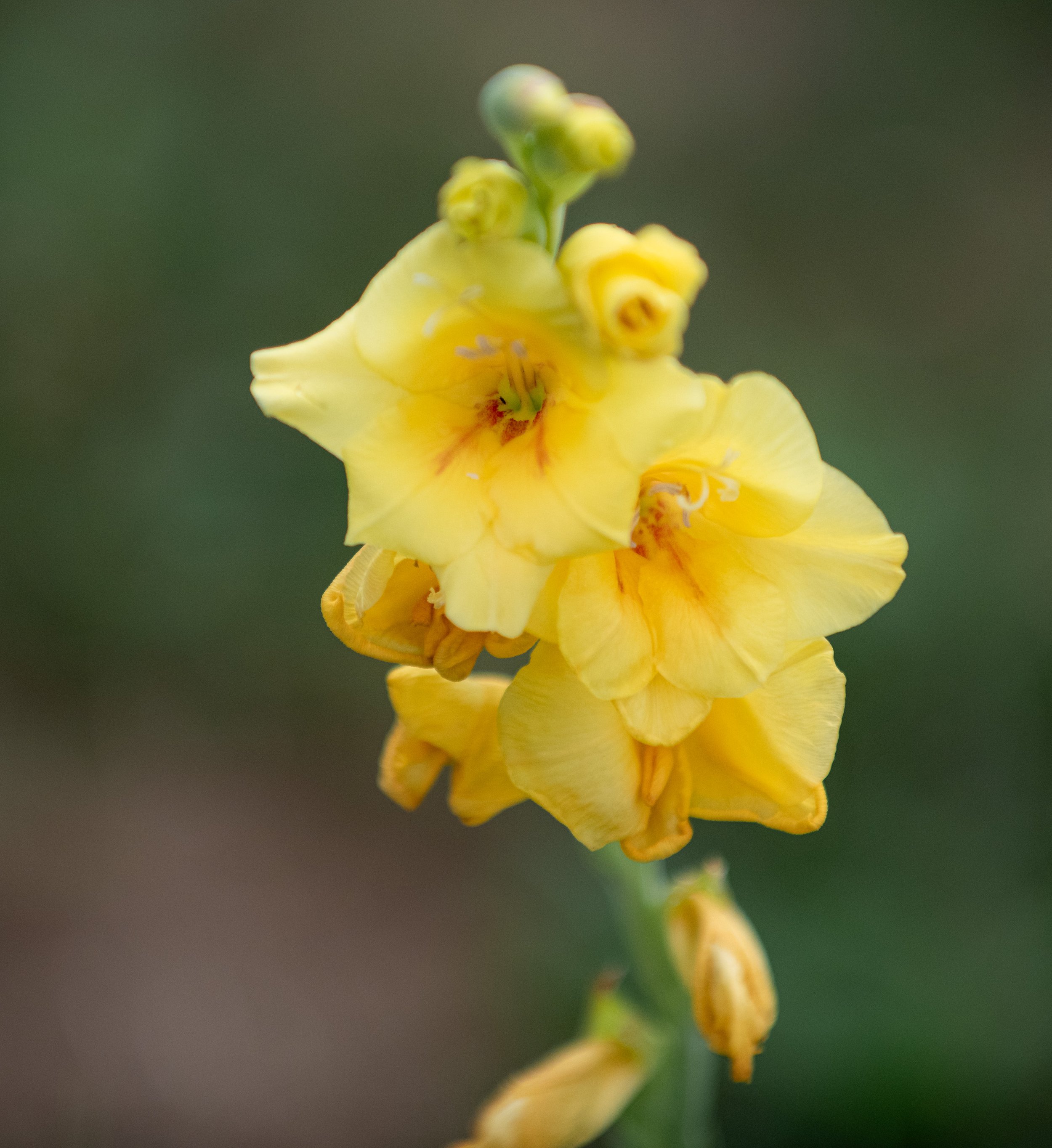 Nahaufnahme einer gelben Blume mit runden Blütenknospen gegen unscharfem grünen Hintergrund.
