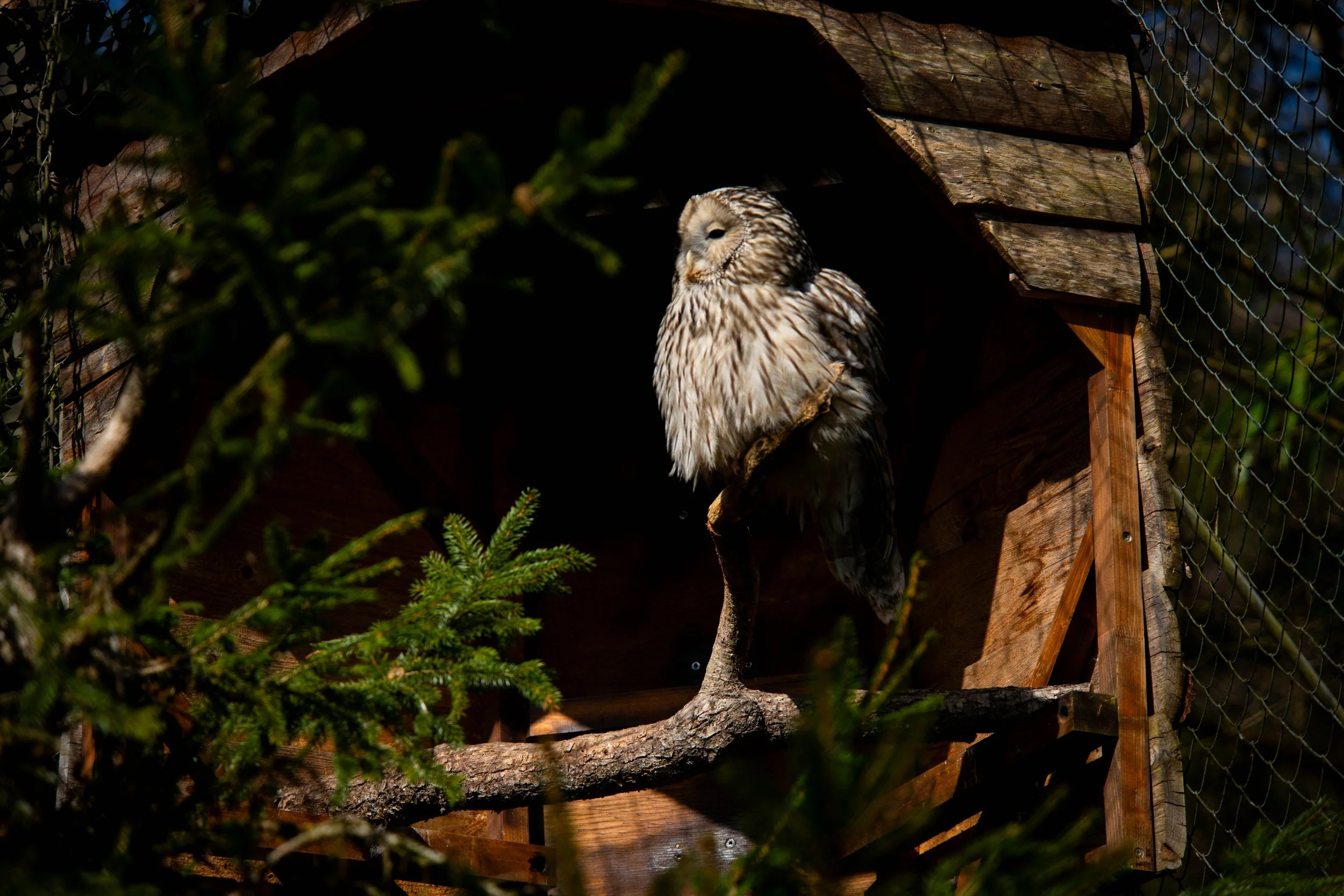 Eule im Nest