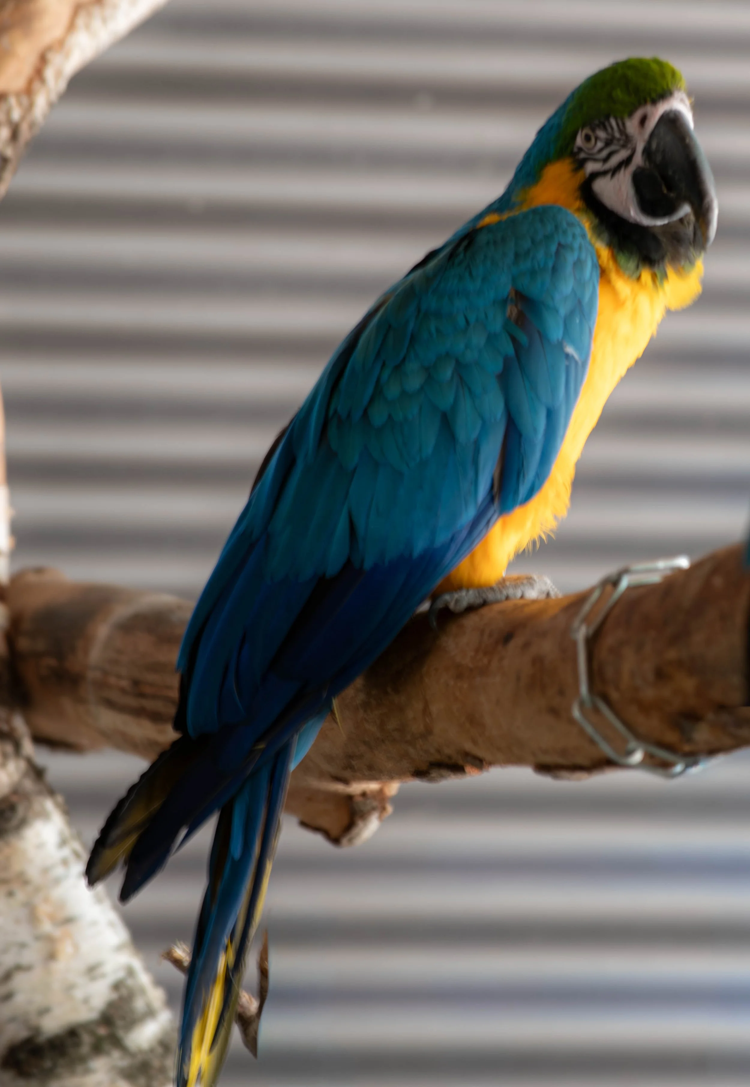 Blaue und gelbe Amazonaspapagei sitzt auf einem Ast