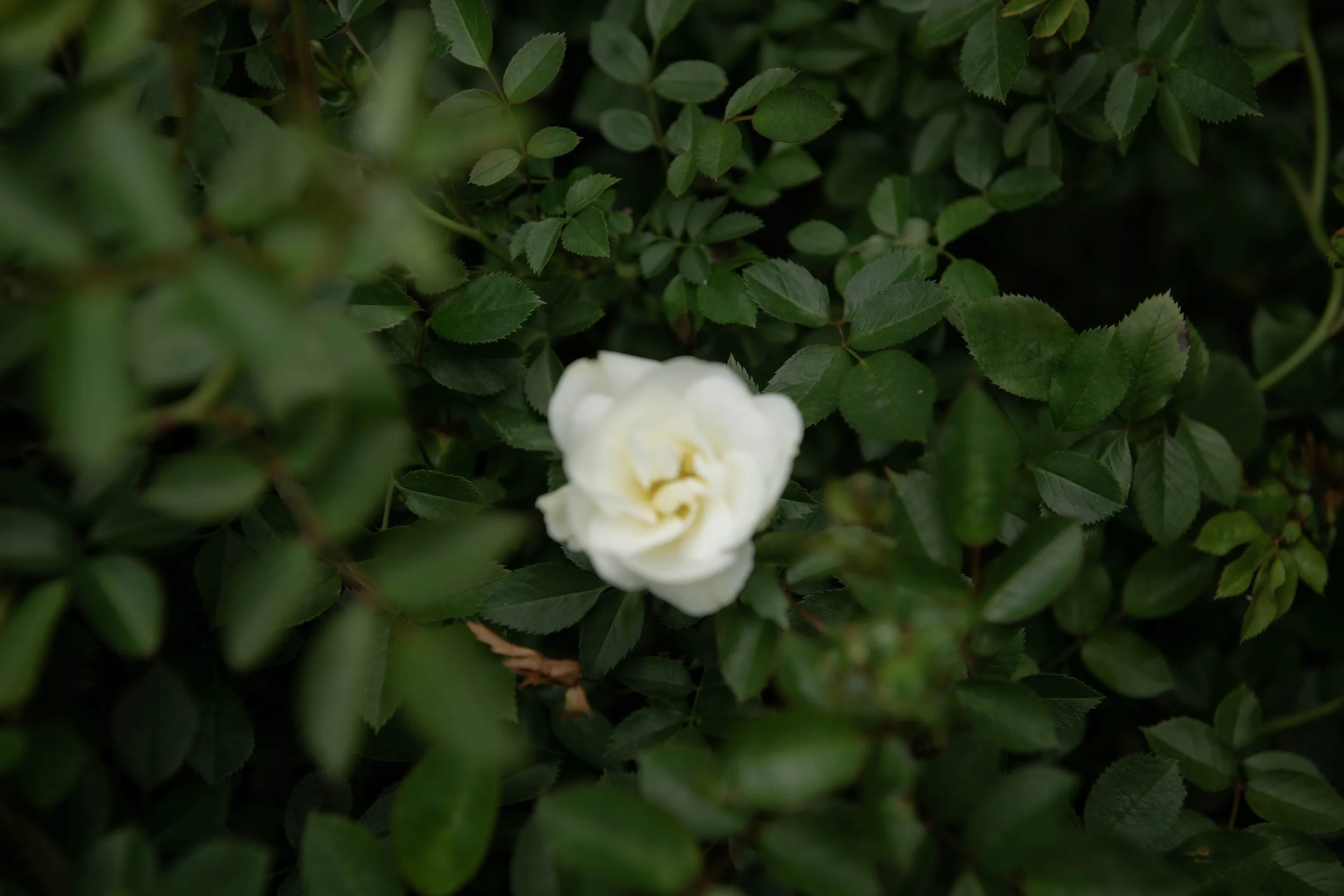 Weiße Rose zwischen grünen Blättern