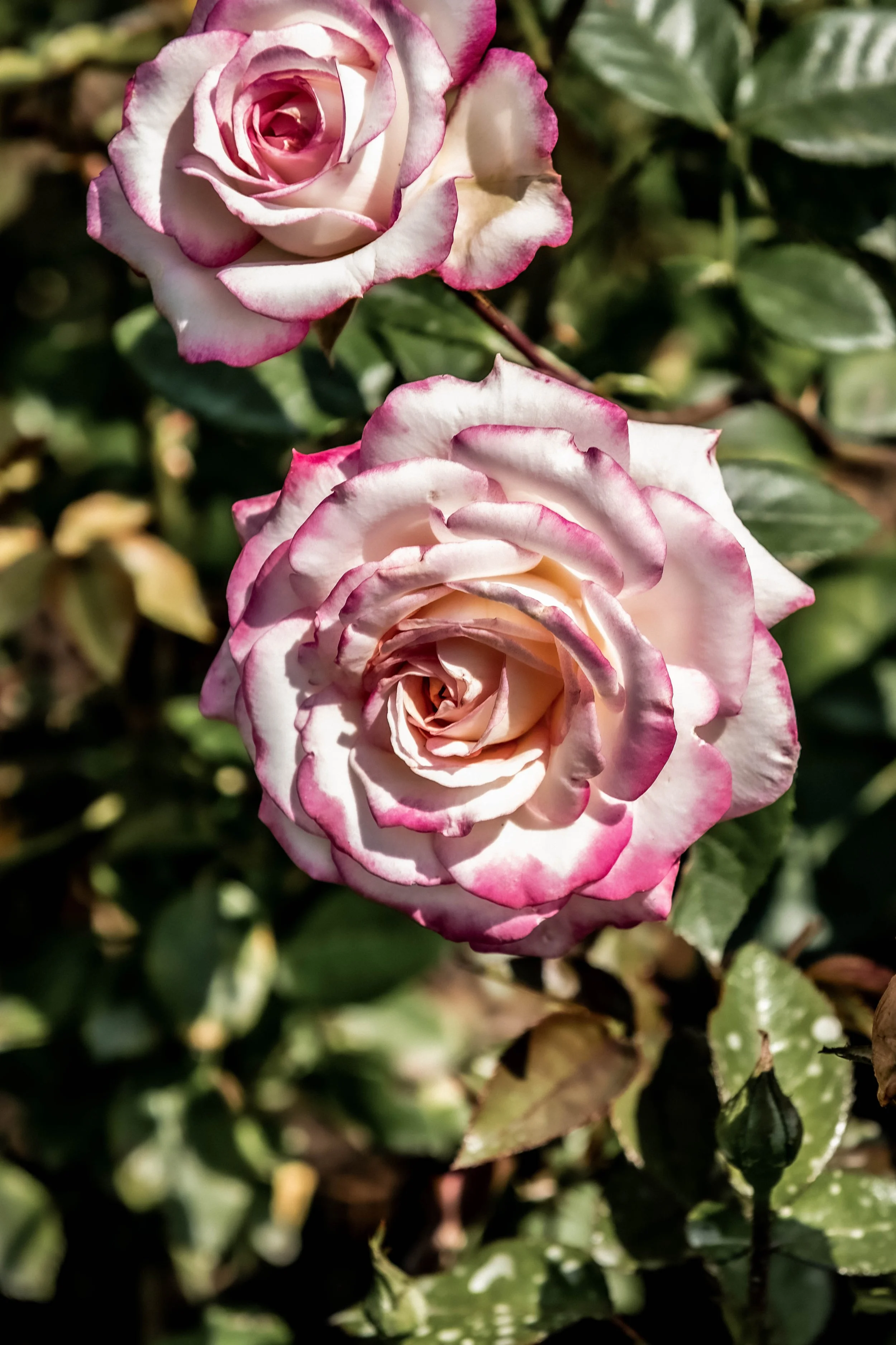 Rosa Rosenblüte
