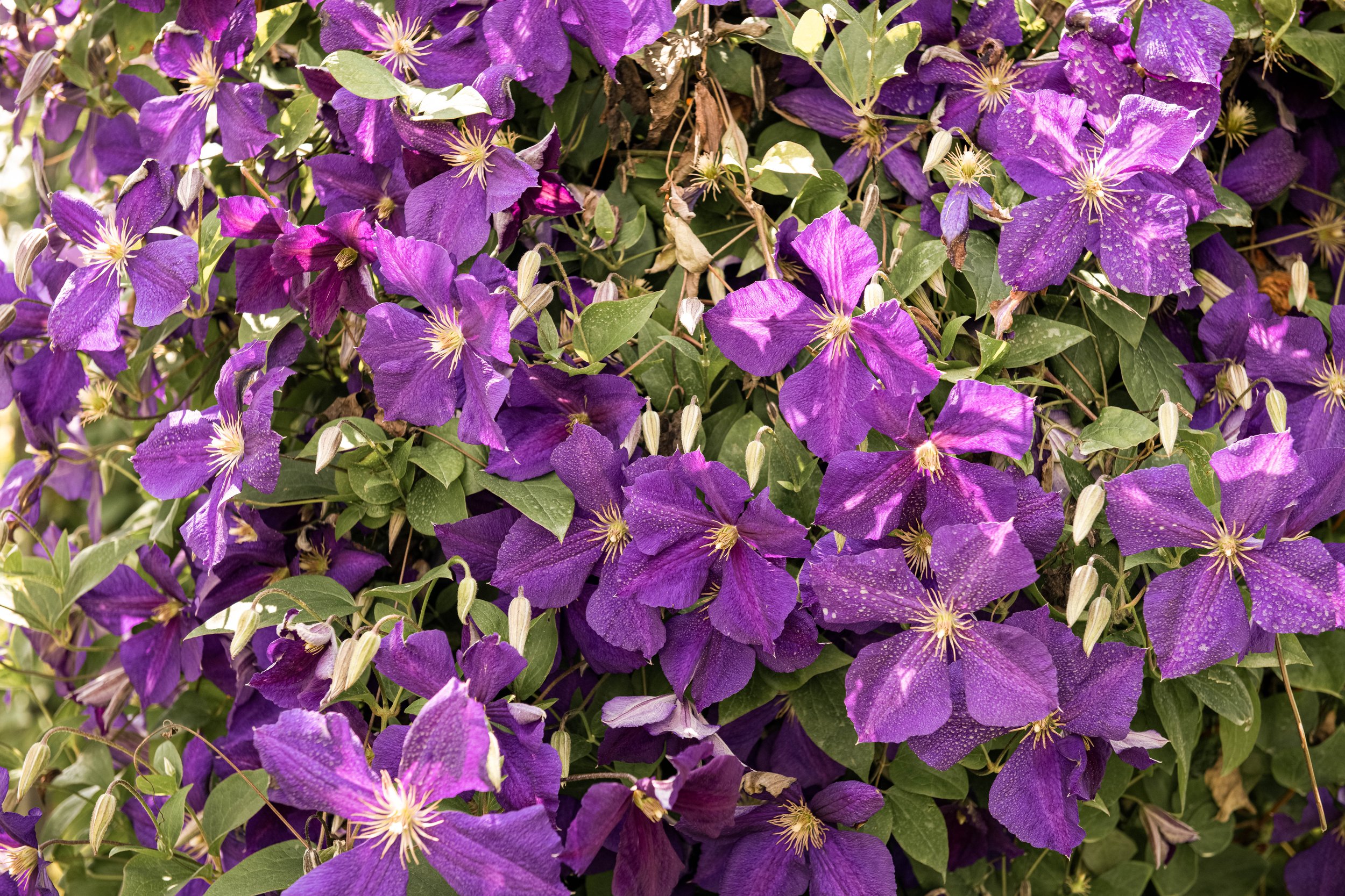 Lila Sommerblmen im Garten
