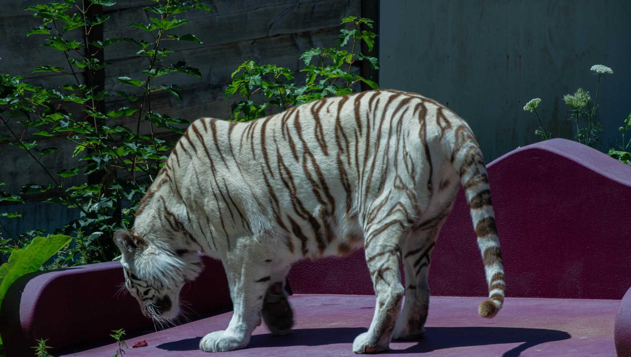 Ein getigerter Tiger, der auf einer pinkfarbenen Plattform steht, umgeben von grünen Pflanzen und einem grauen Hintergrund.