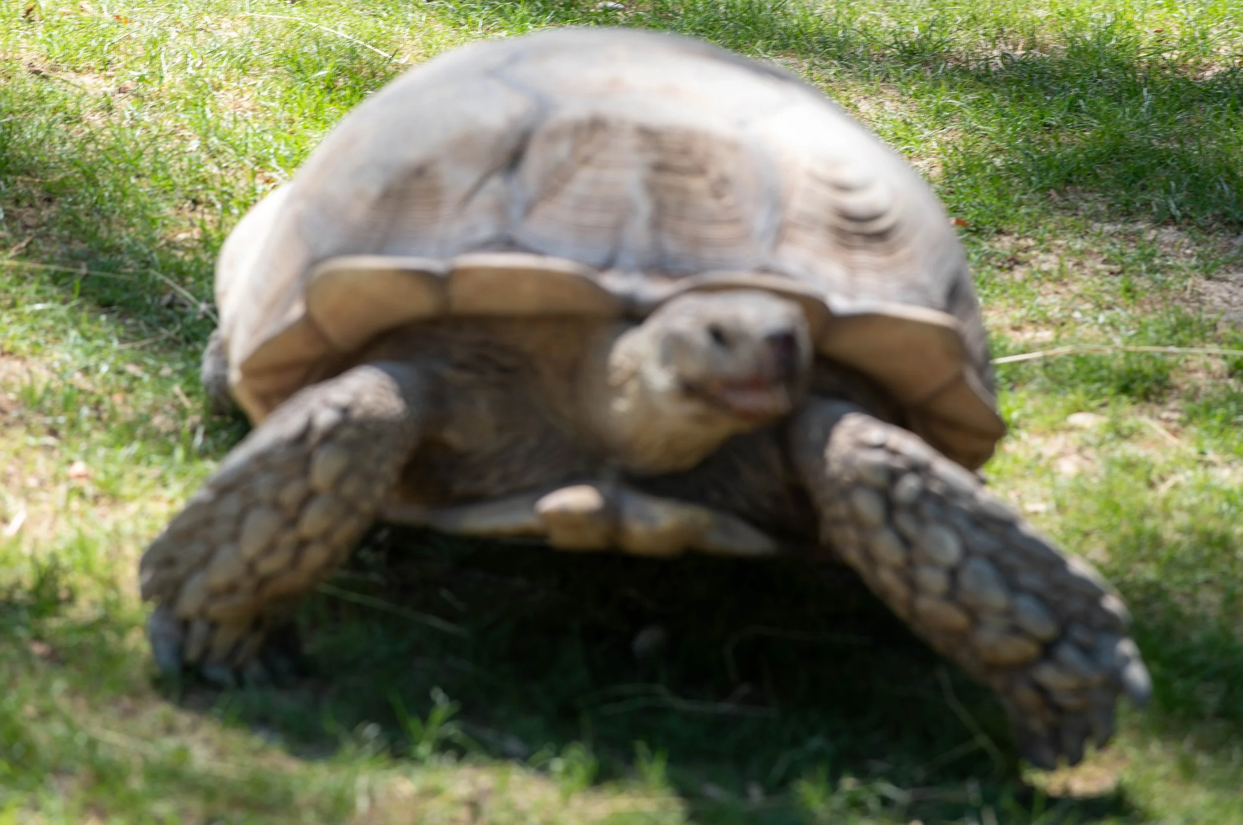 Nahaufnahme einer Laufnele der Schildkröte, die auf dem Rücken liegt, mit Blick nach oben auf die Panzerunterseite, im Hintergrund grünes Gras.