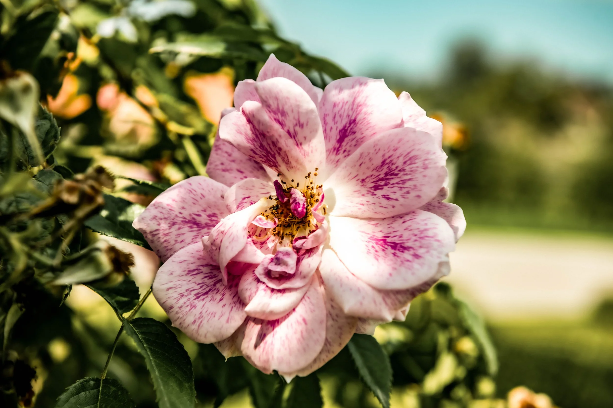 Rosa Gartenrose