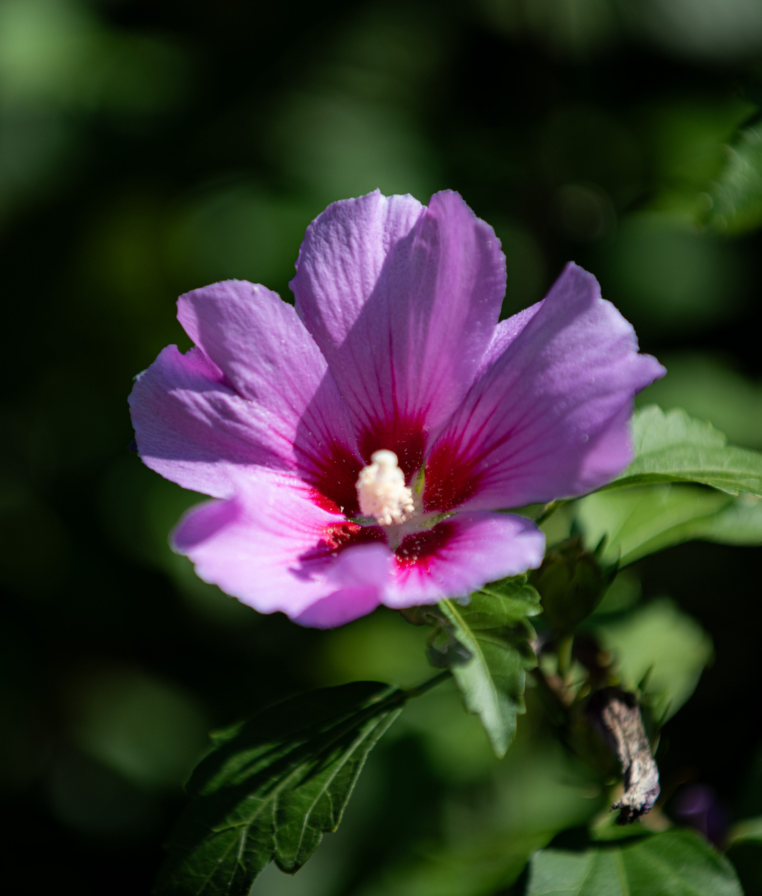 Eine rosa blühende Pflanze mit grünen Blättern im Hintergrund.