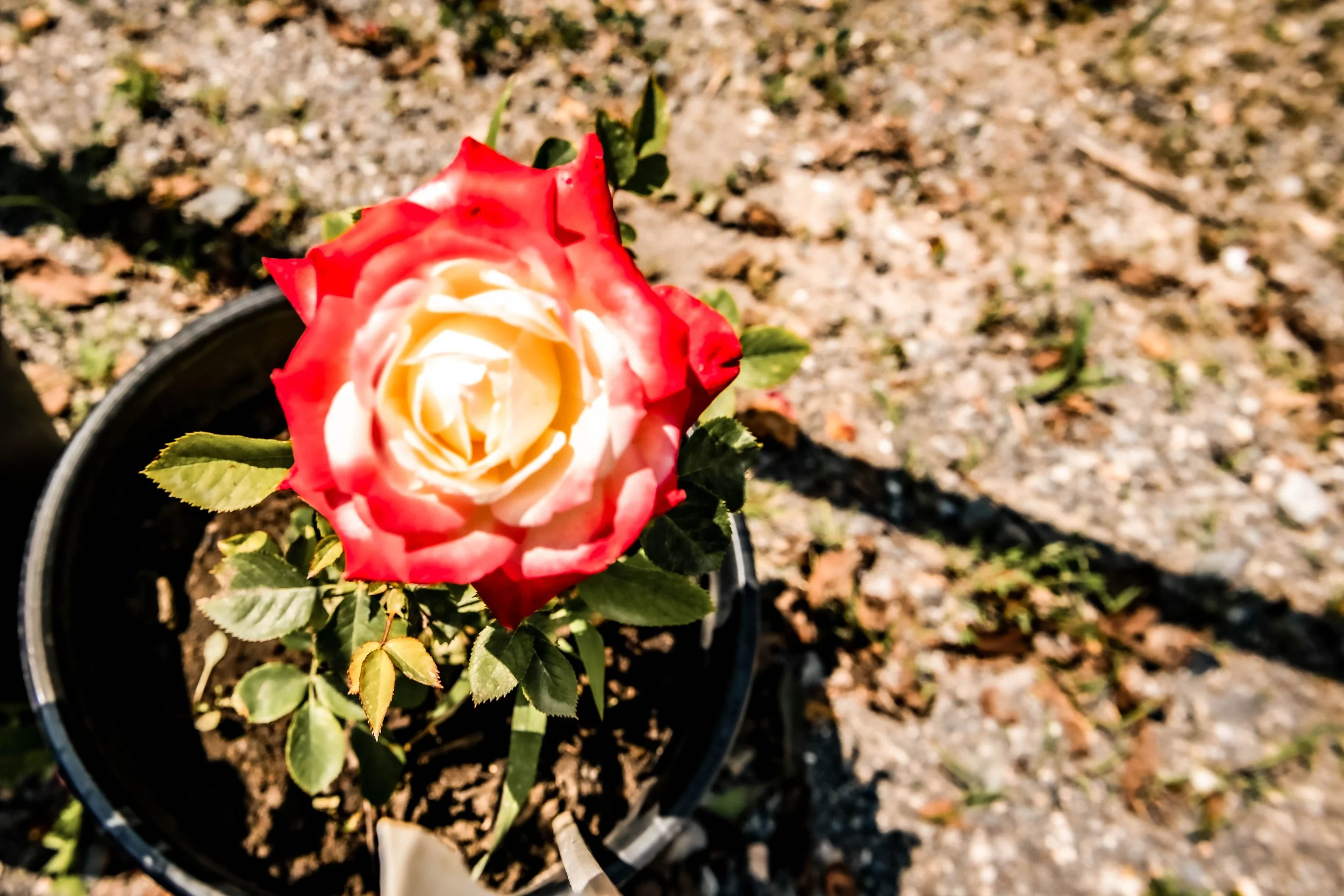 Rote Gartenrose